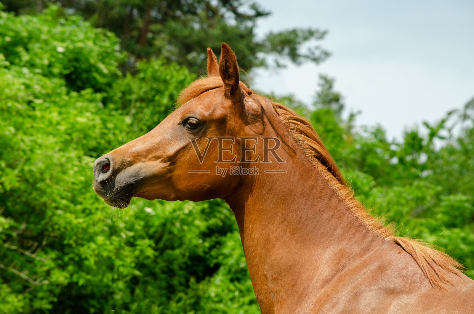 牧场上年轻的海湾阿拉伯马照片摄影图片