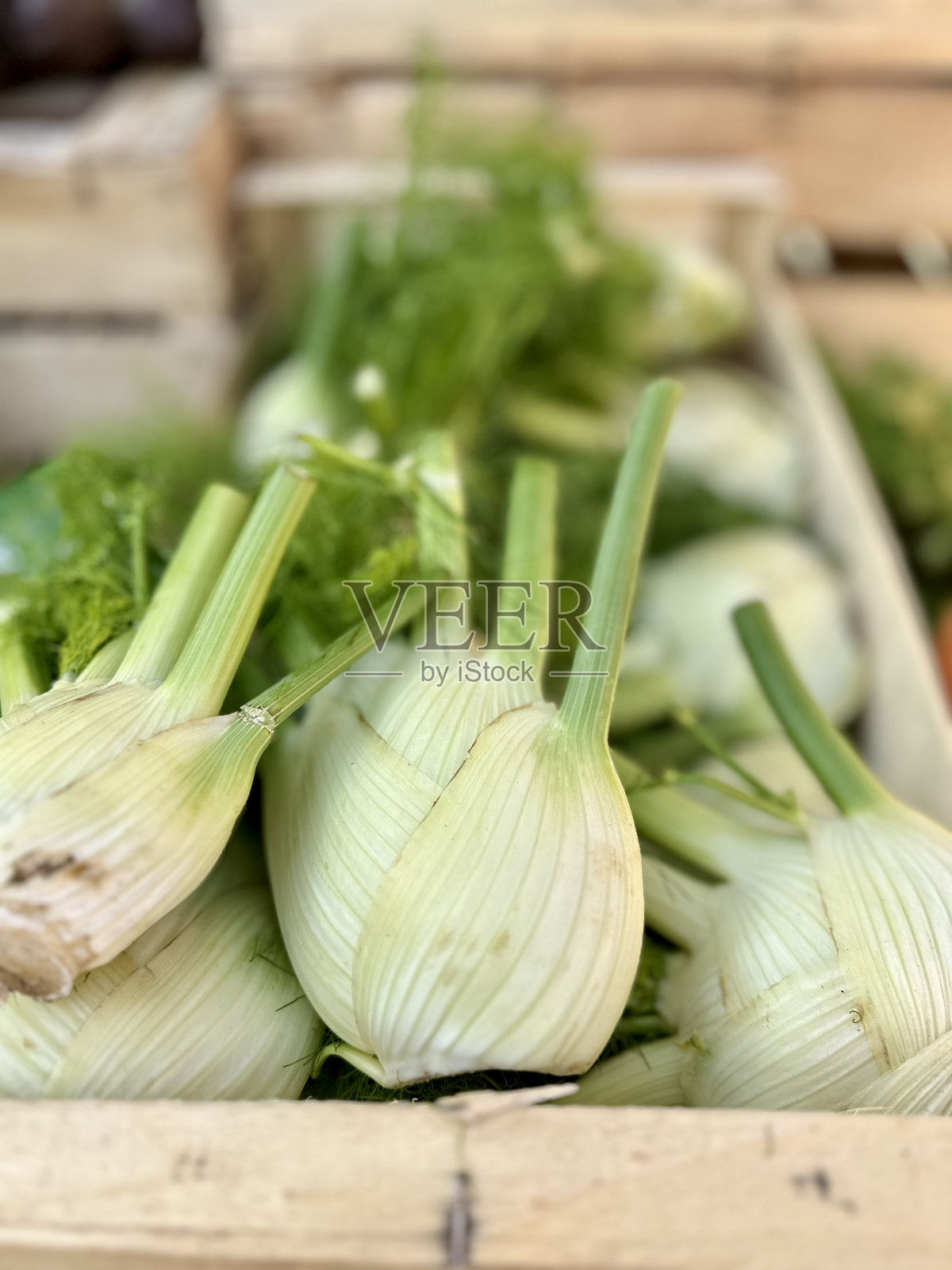 新鲜茴香照片摄影图片