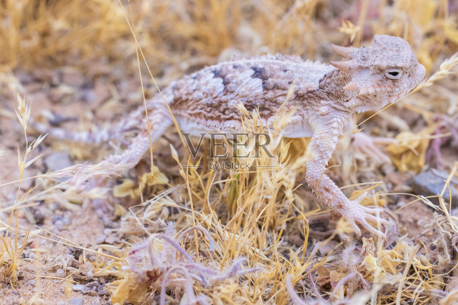 短角蜥蜴照片摄影图片