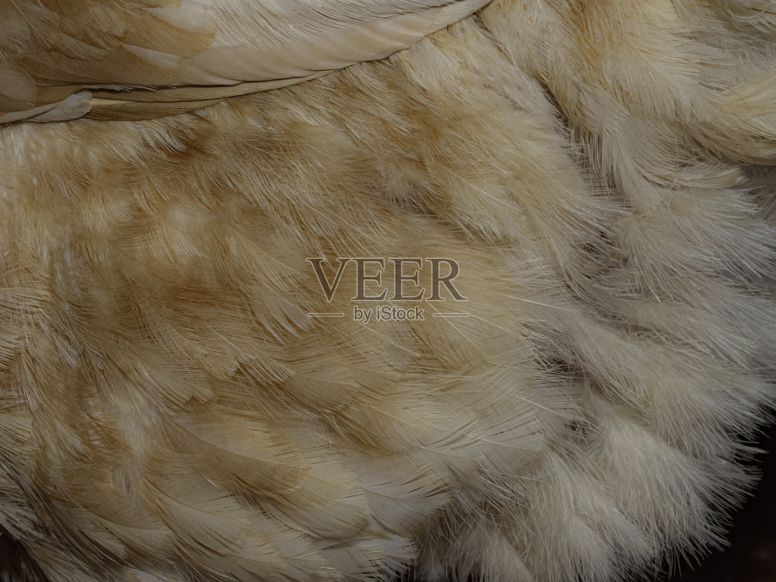 近距离抽象的鸡毛照片摄影图片