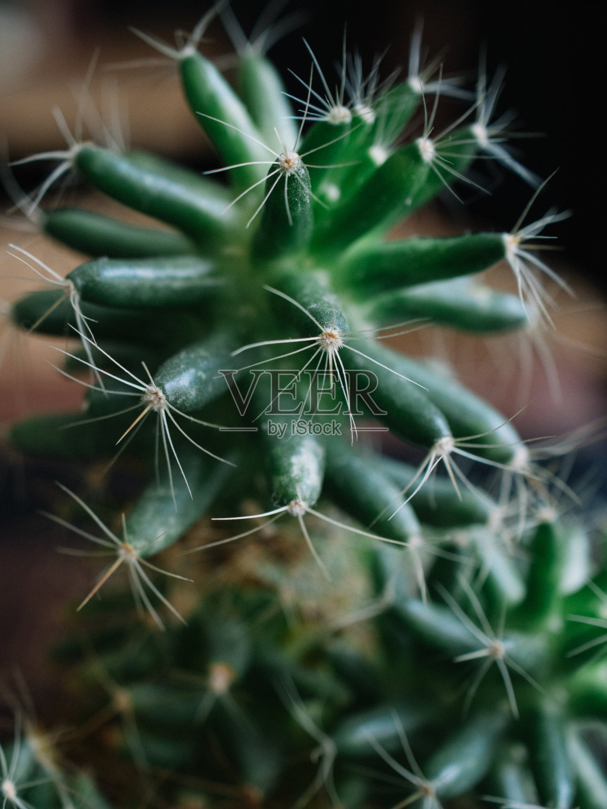 可爱的仙人掌照片摄影图片