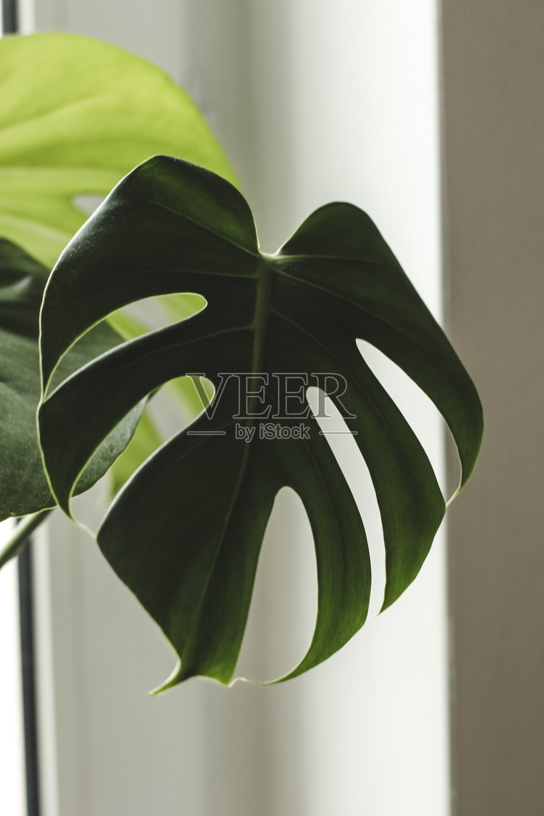 热带怪兽植物叶子的特写照片摄影图片