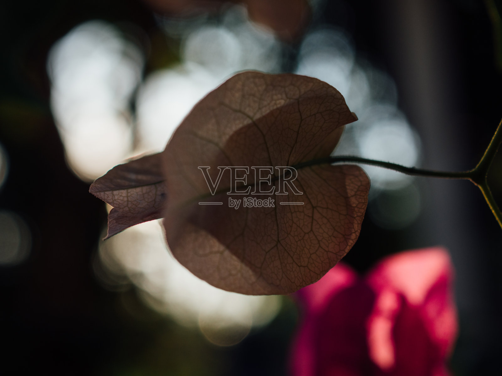 美丽的泰国花照片摄影图片