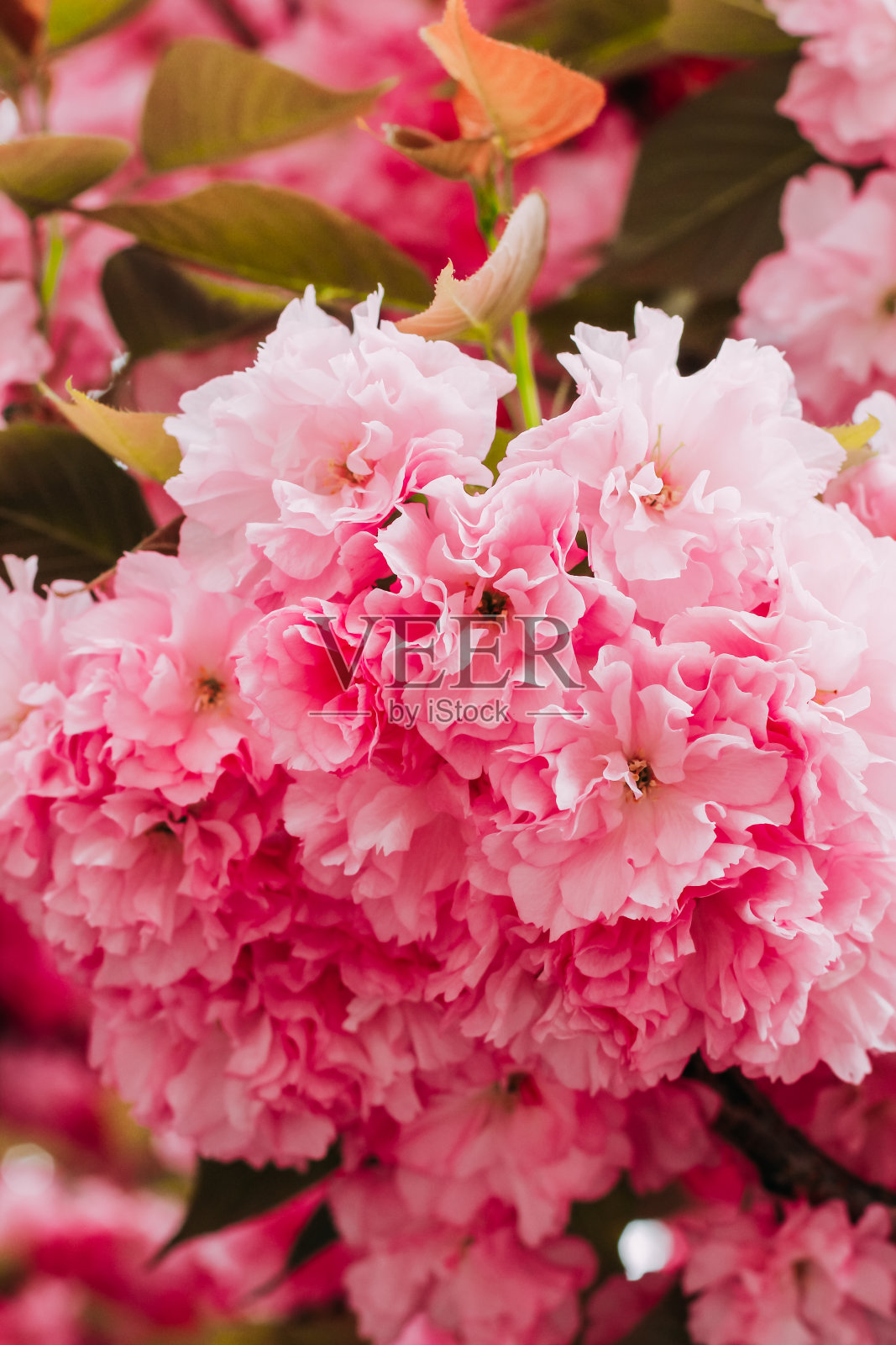 盛开的粉红色樱花特写，花卉背景照片摄影图片