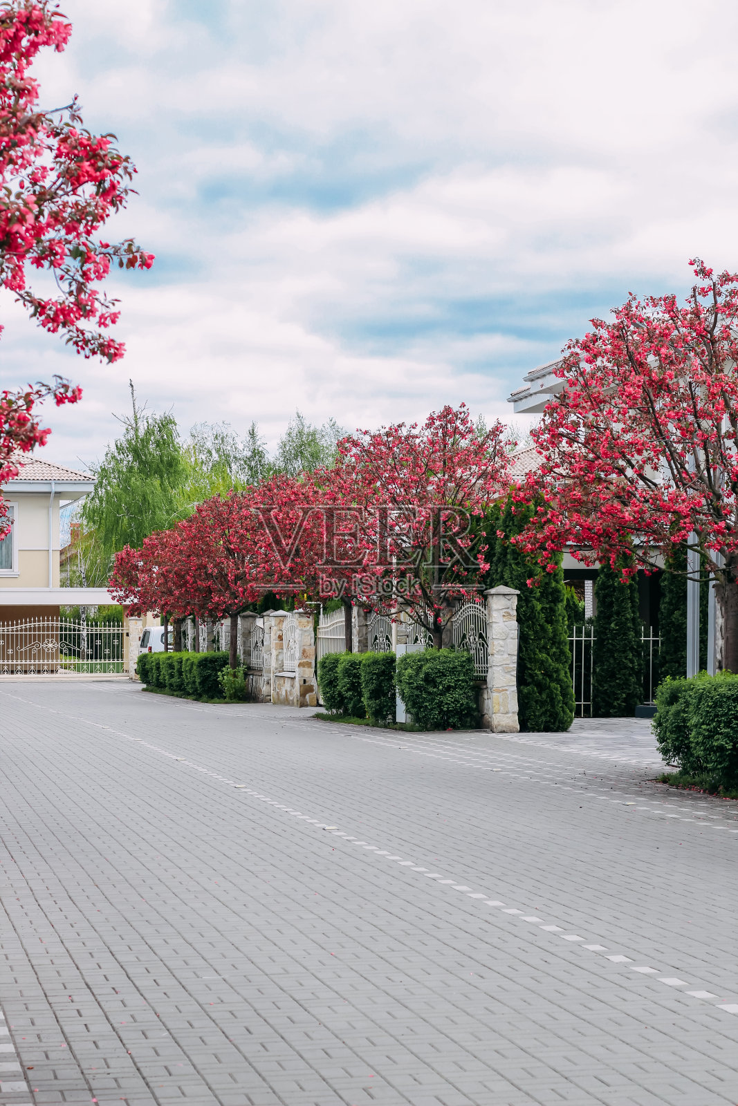 郊区一个精英村庄里的樱花小巷照片摄影图片