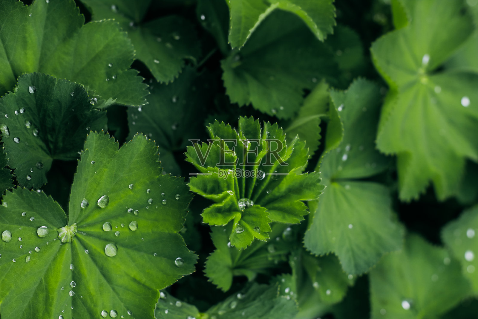 雨滴落在绿色的草木上，宏露背景照片摄影图片
