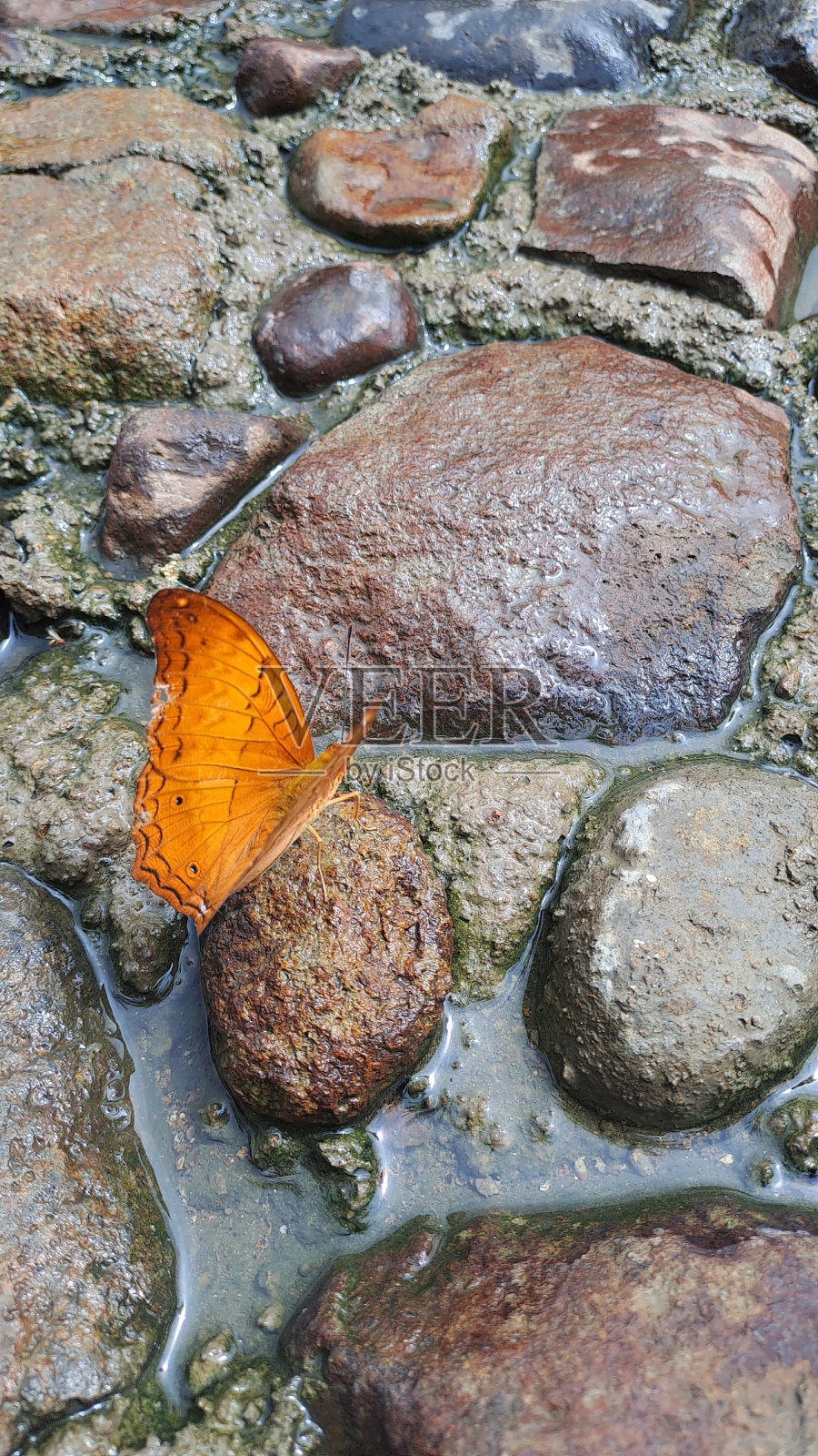 美丽的橙色蝴蝶在河边照片摄影图片