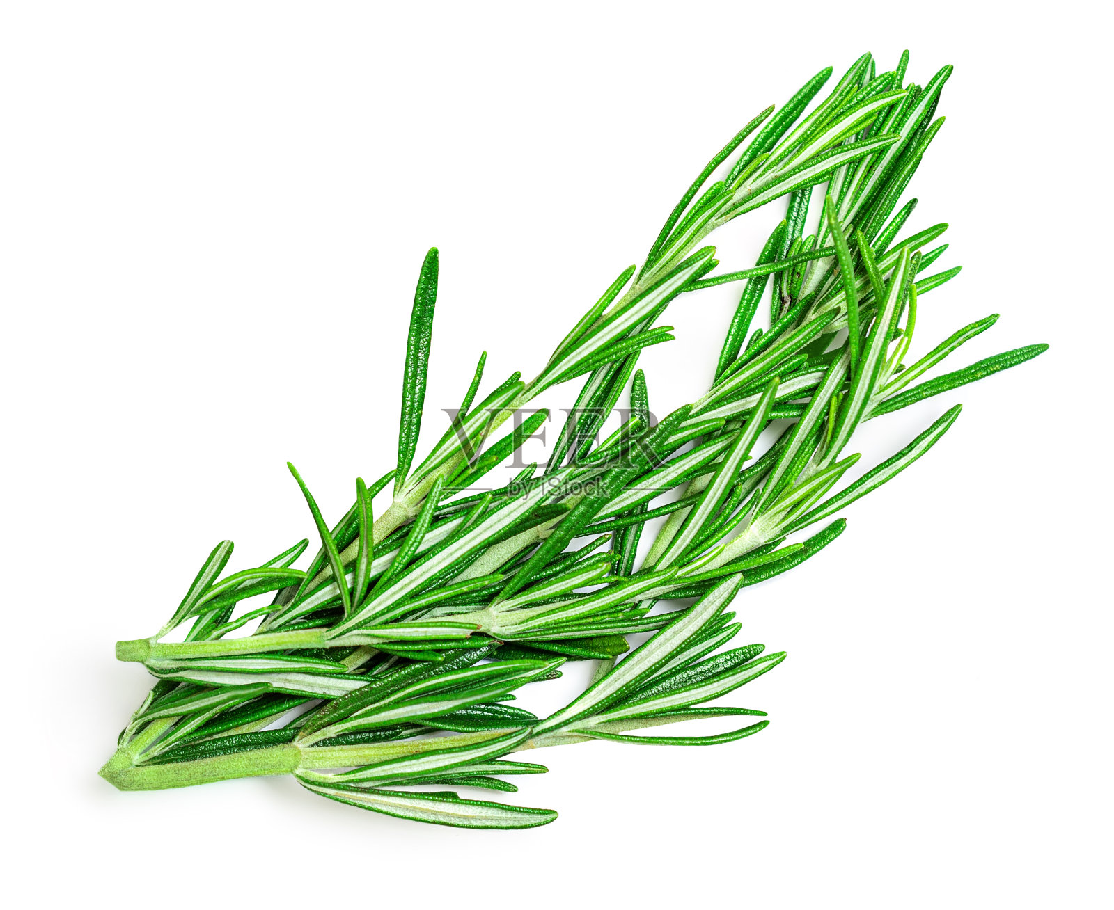 白色背景上孤立的迷迭香枝叶，新鲜迷迭香束俯视图，香草平铺照片摄影图片