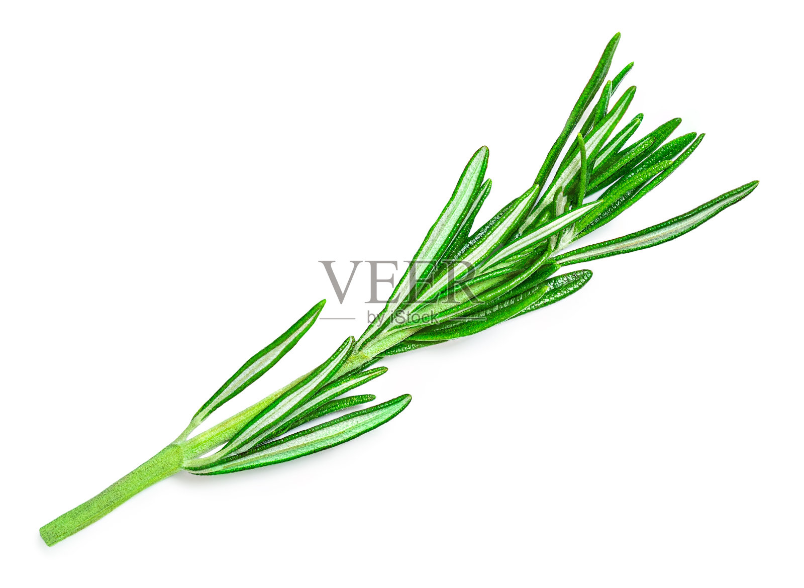 白色背景上孤立的迷迭香枝叶，新鲜迷迭香束俯视图，香草平铺照片摄影图片