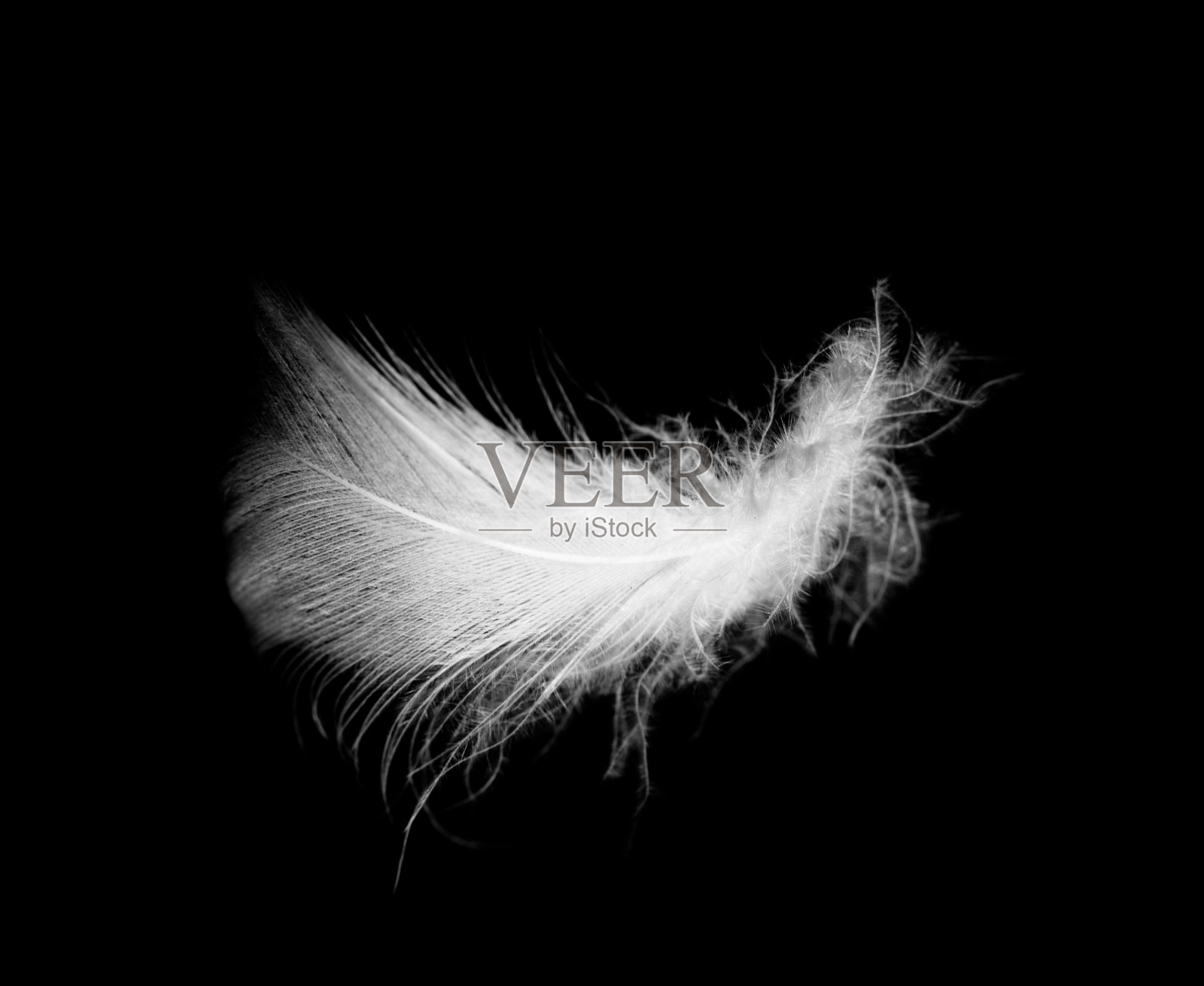 美丽的白色羽毛漂浮在空中，孤立的黑色背景照片摄影图片