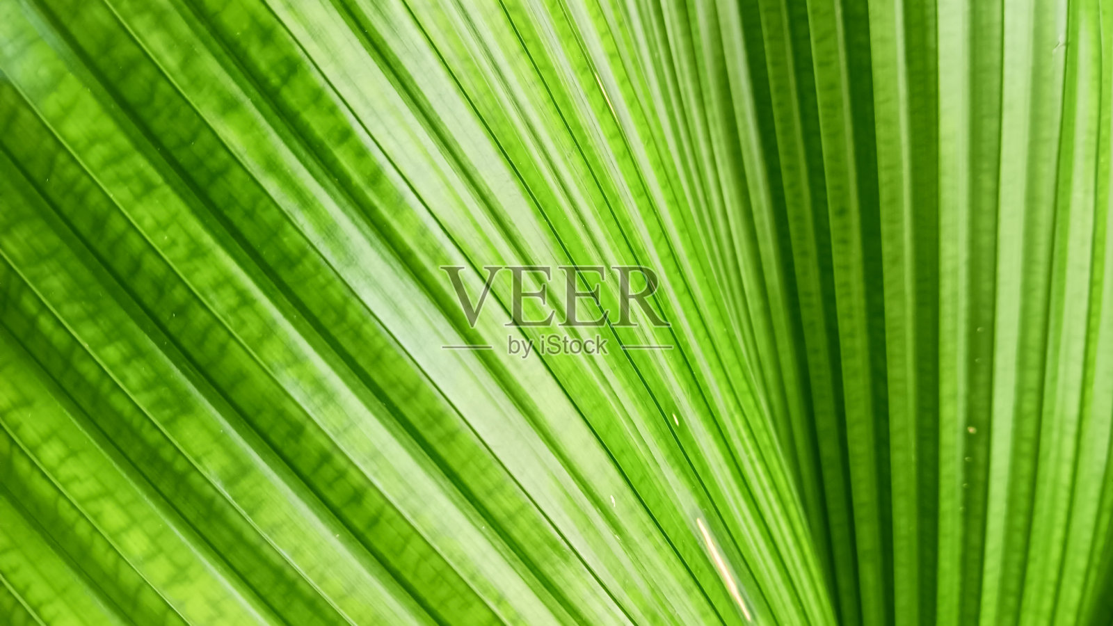 绿叶表面的抽象背景照片摄影图片