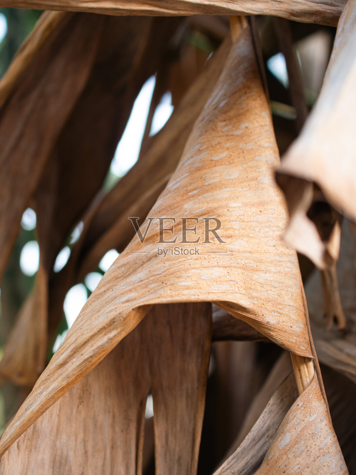 老香蕉叶照片摄影图片