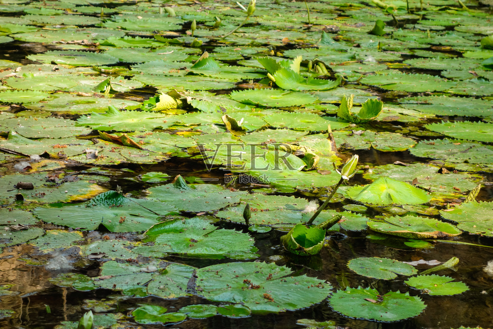 湖上的睡莲叶子，特写照片摄影图片