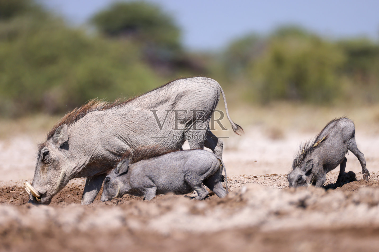 在纳米比亚的一个水坑里，一头疣猪和它的后代照片摄影图片