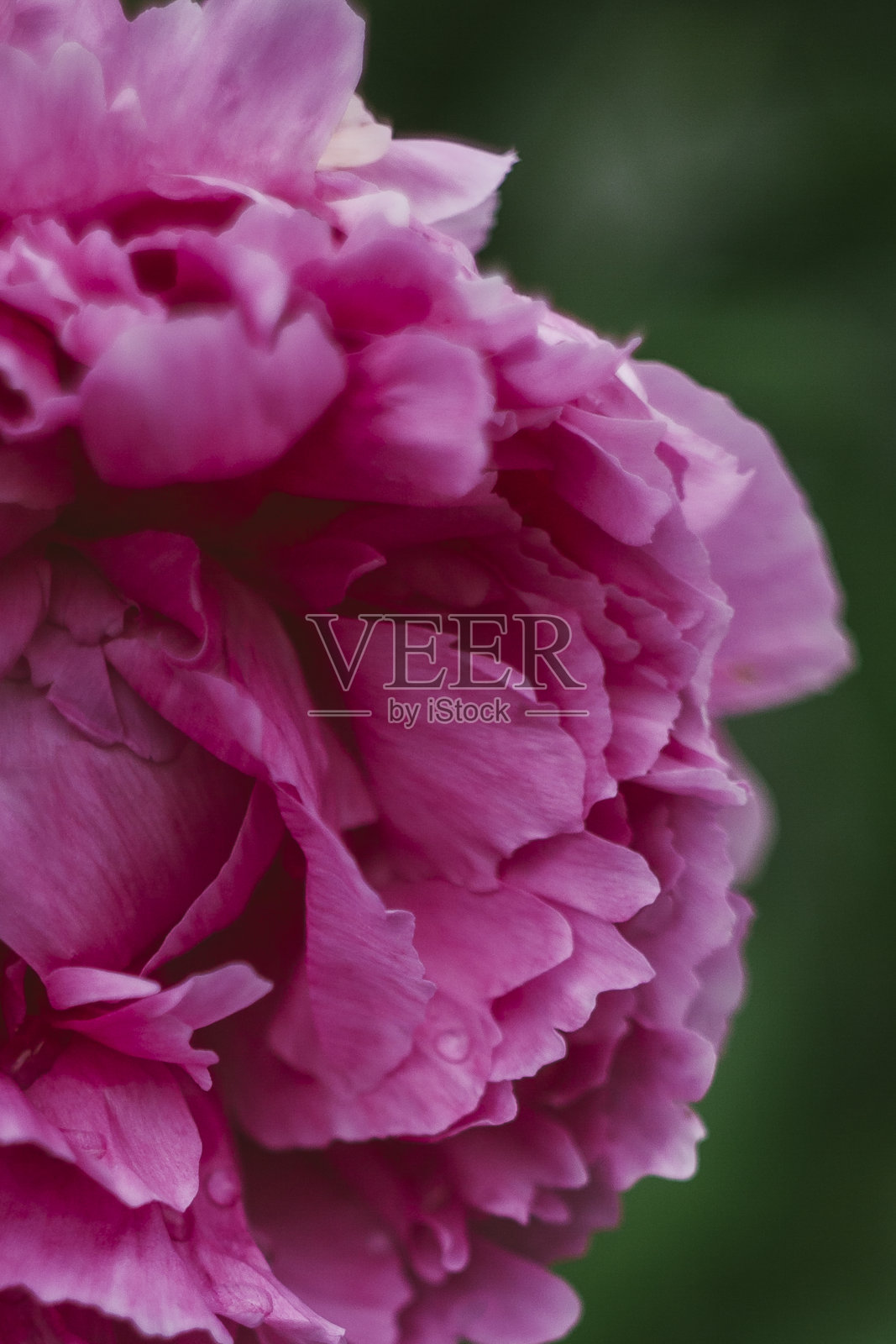 大开单朵牡丹照片摄影图片