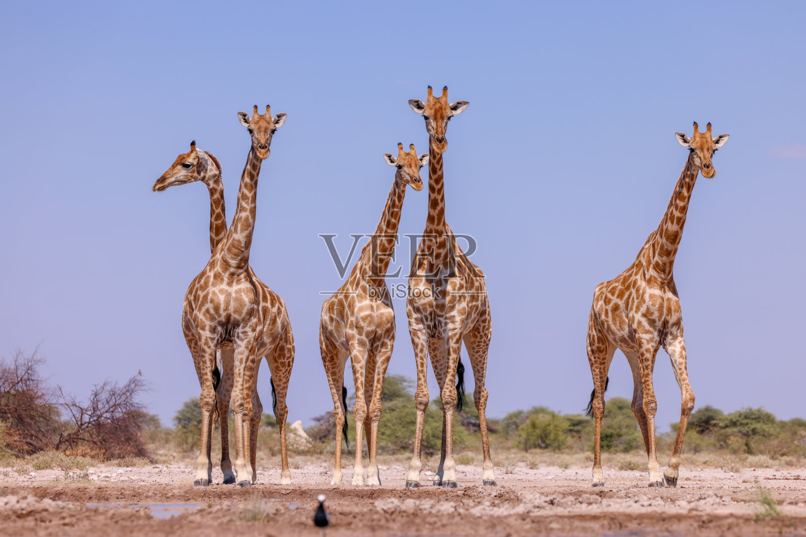 一群长颈鹿在纳米比亚的一个水坑里照片摄影图片