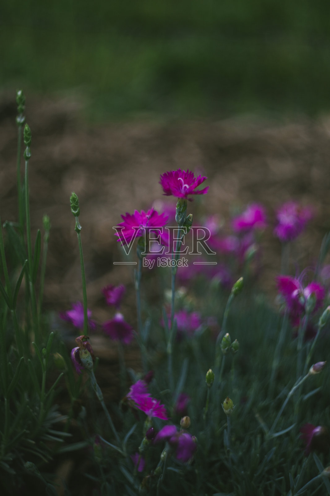 娇嫩的粉红色小花正在盛开照片摄影图片