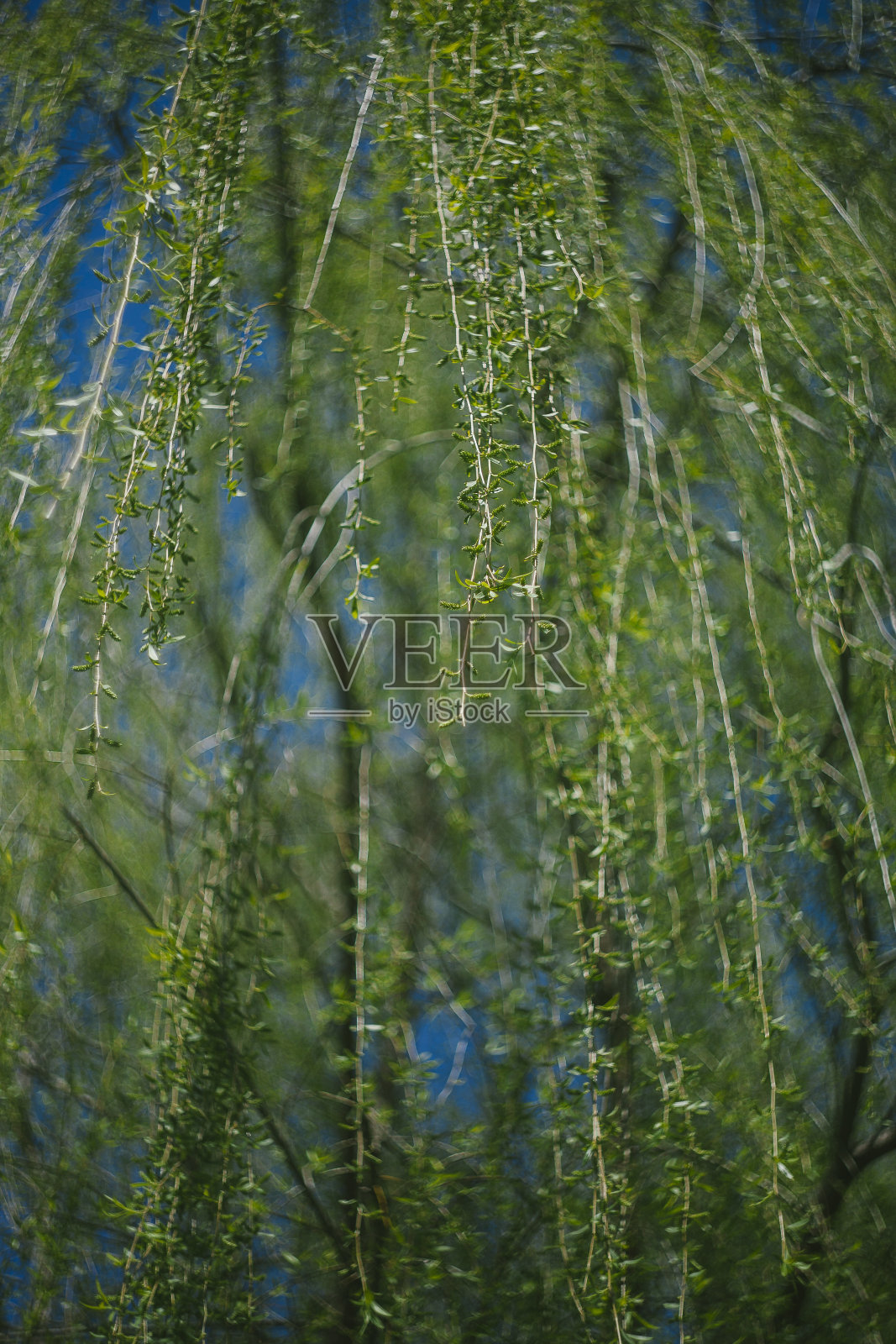 晴空下的垂柳照片摄影图片