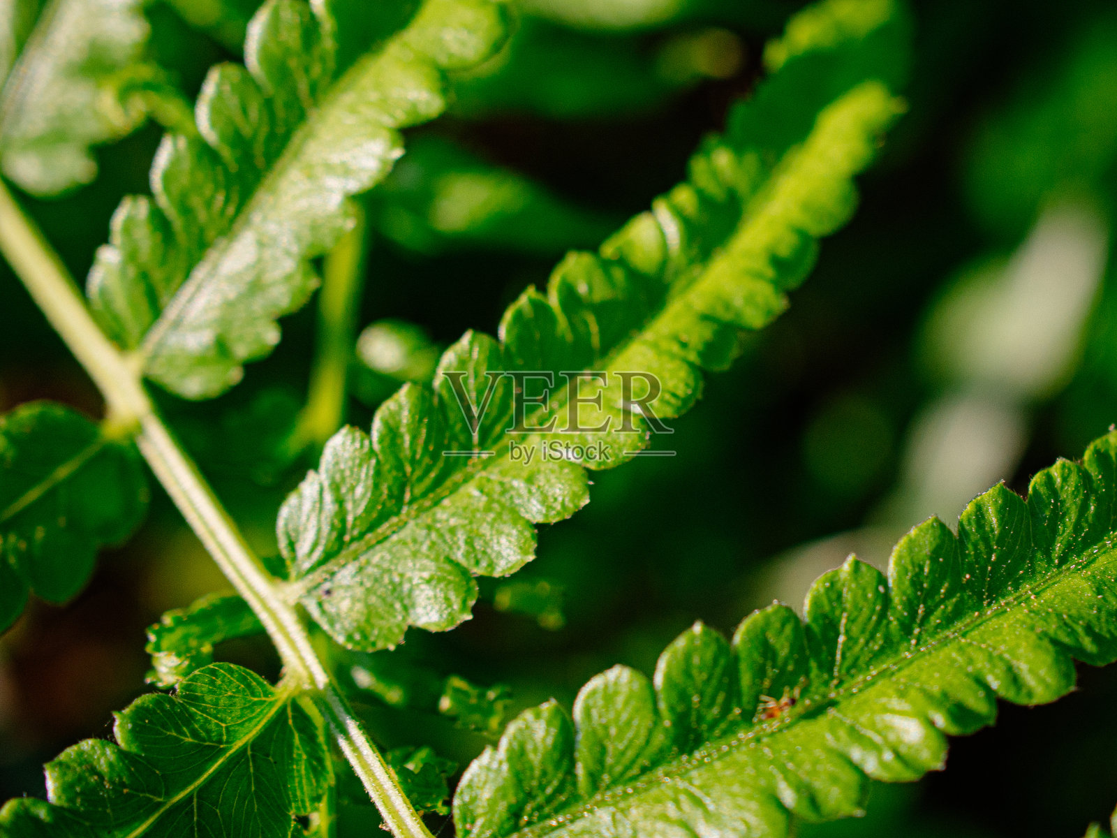 泰国蕨叶照片摄影图片