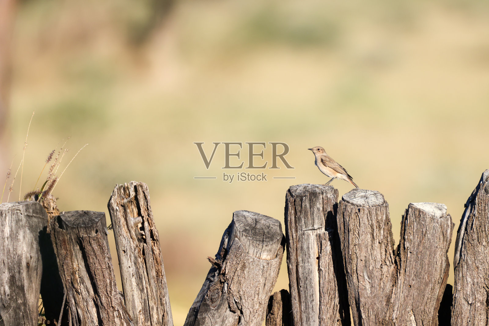 一只熟悉的小鸟栖息在木栅栏顶上照片摄影图片