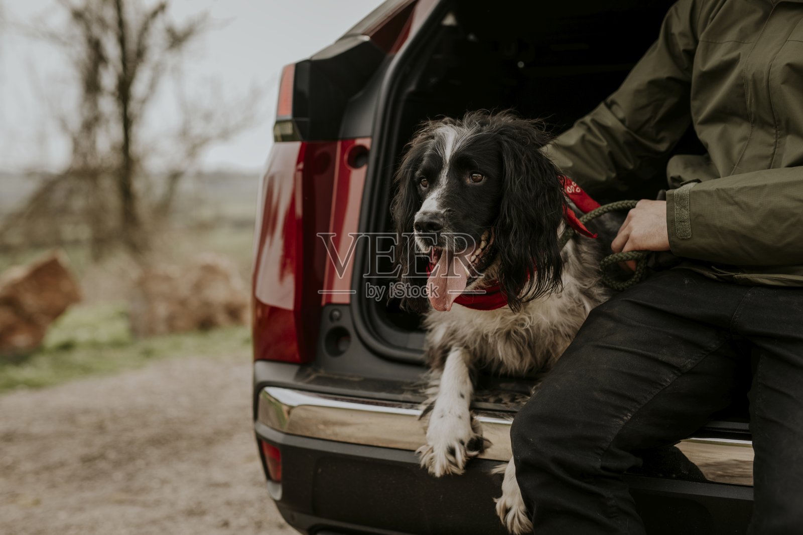狗坐在汽车后备箱里的照片照片摄影图片