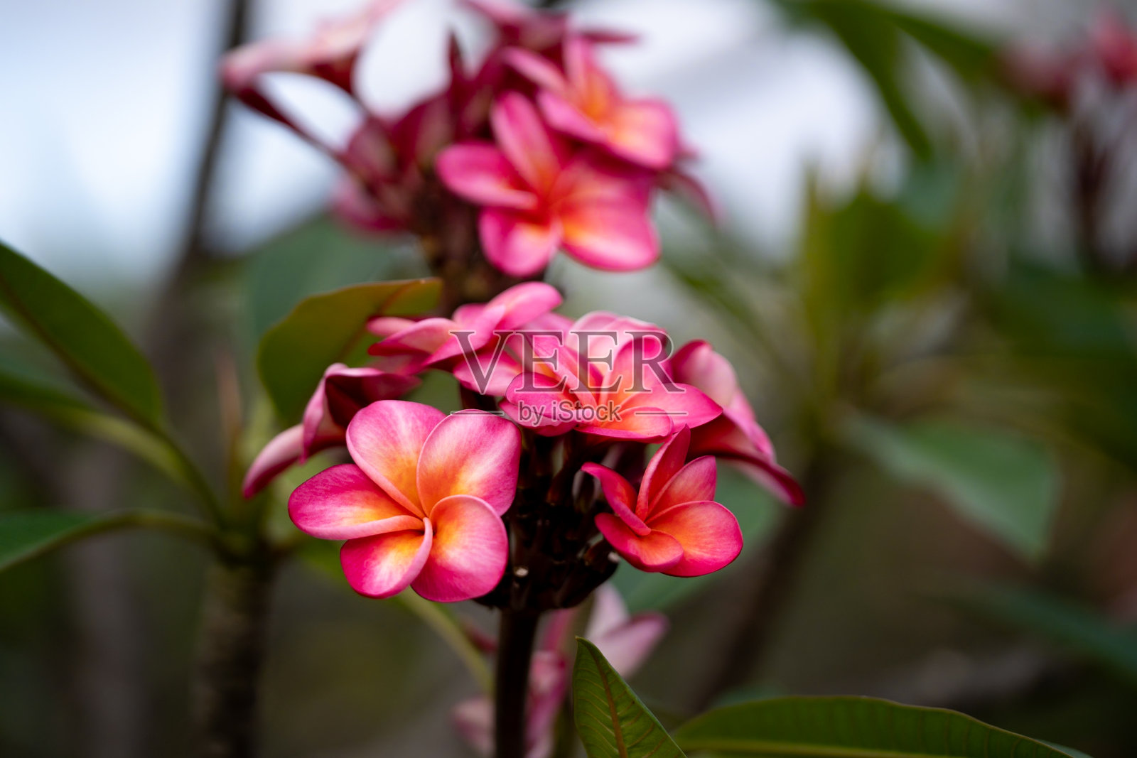 深粉红色的鸡蛋花照片摄影图片