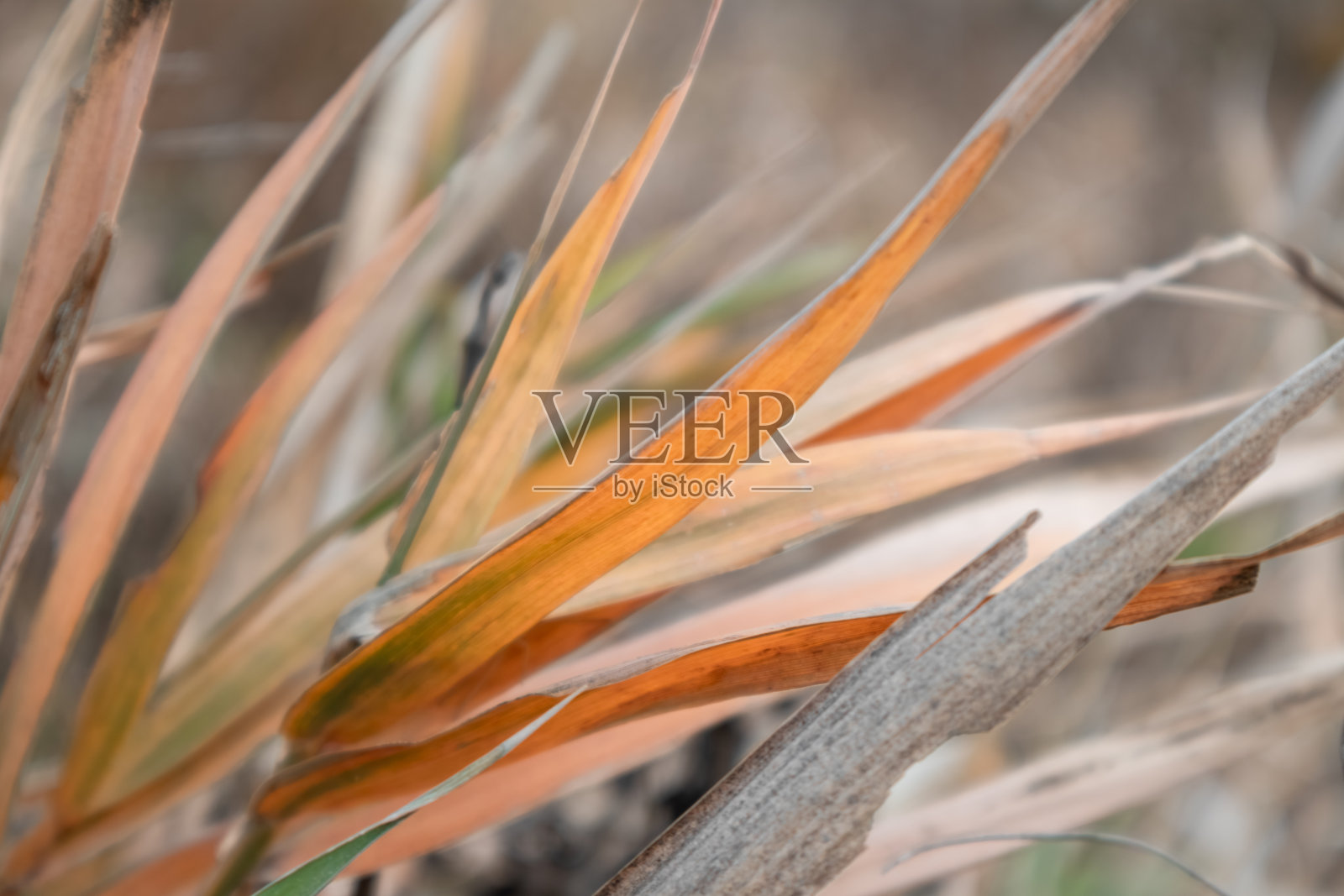 干燥的秋芦苇草丛特写照片摄影图片