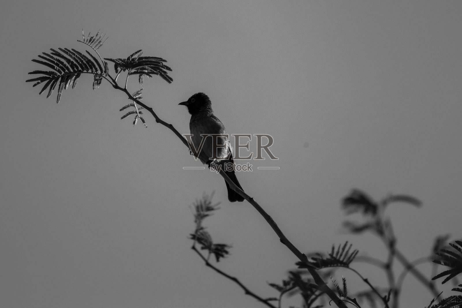 一张黑白照片，一只红眼球头鸟在树上照片摄影图片