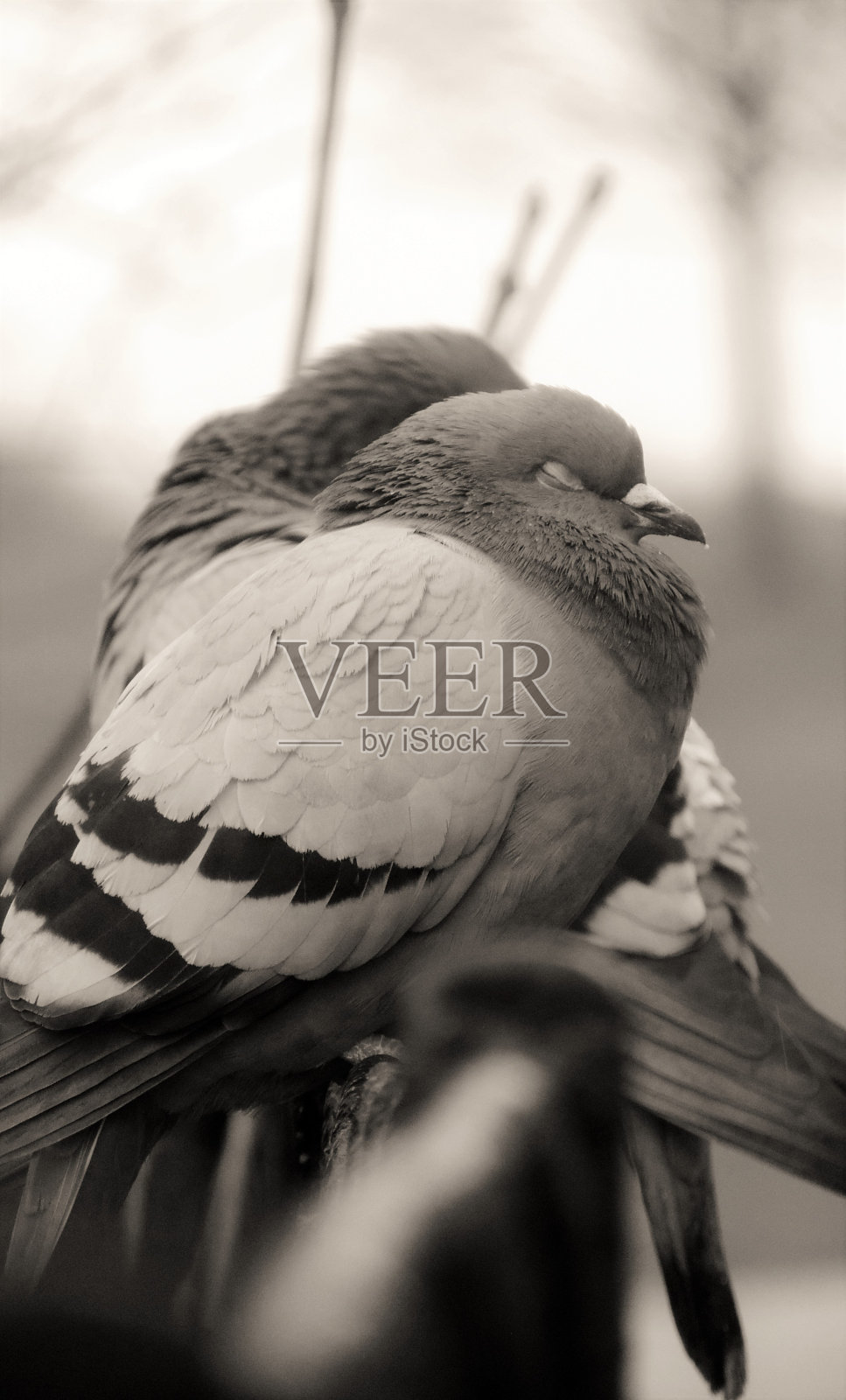 鸽子照片摄影图片