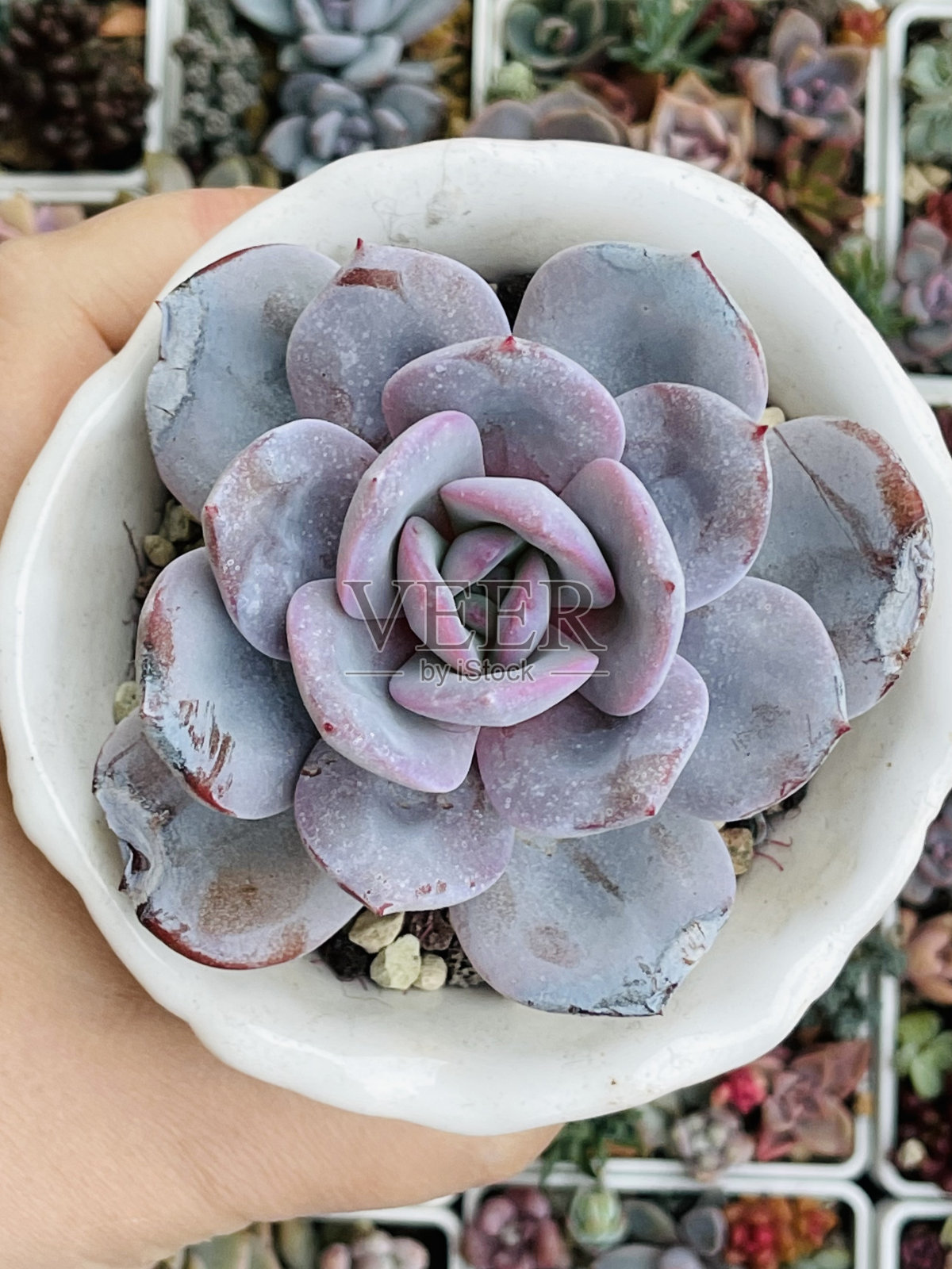 迭香奶油茶。多肉的绣球植物花蔷薇花绿叶背景，俯视图照片摄影图片