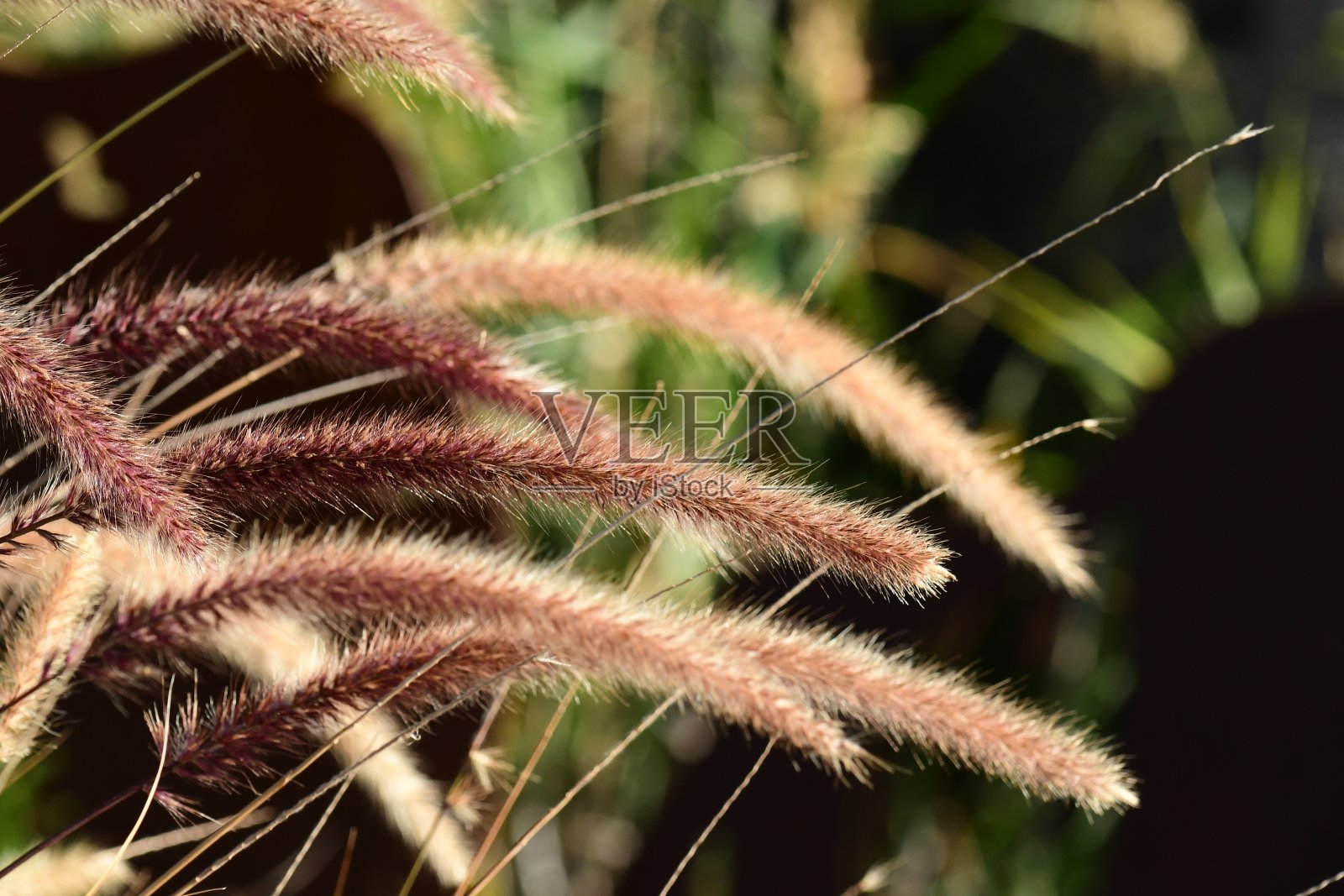 草地面积照片摄影图片