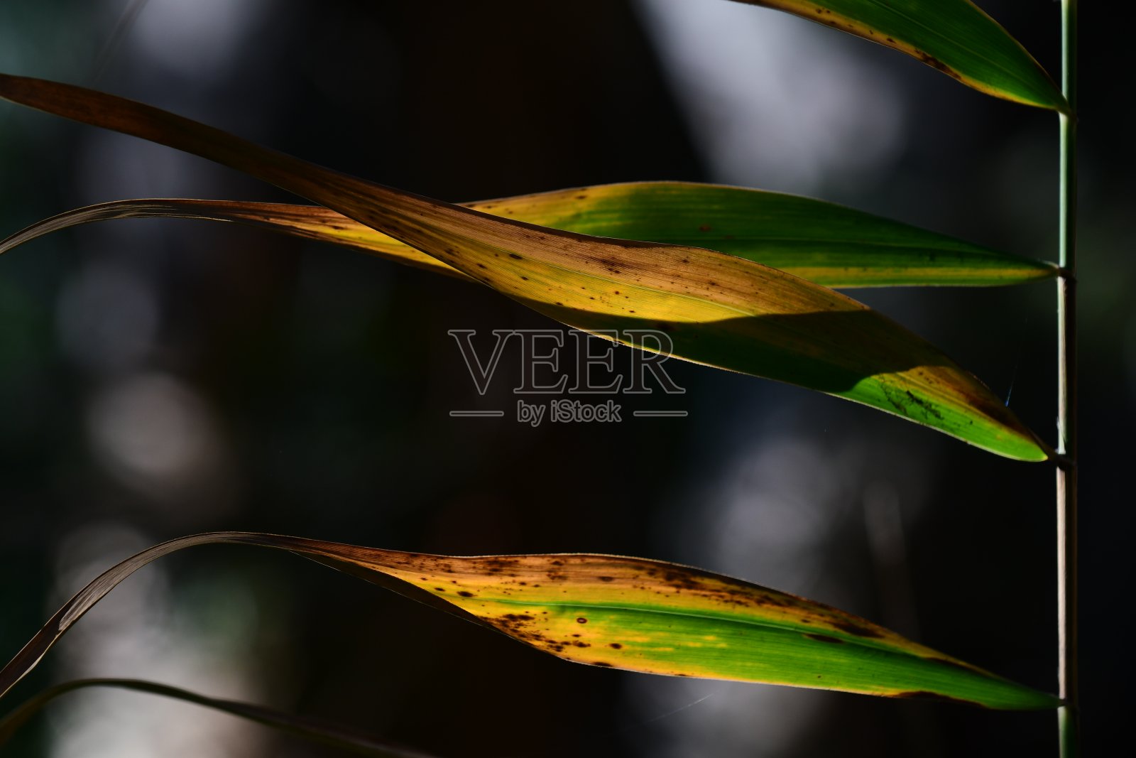 阳光下的热带树叶照片摄影图片