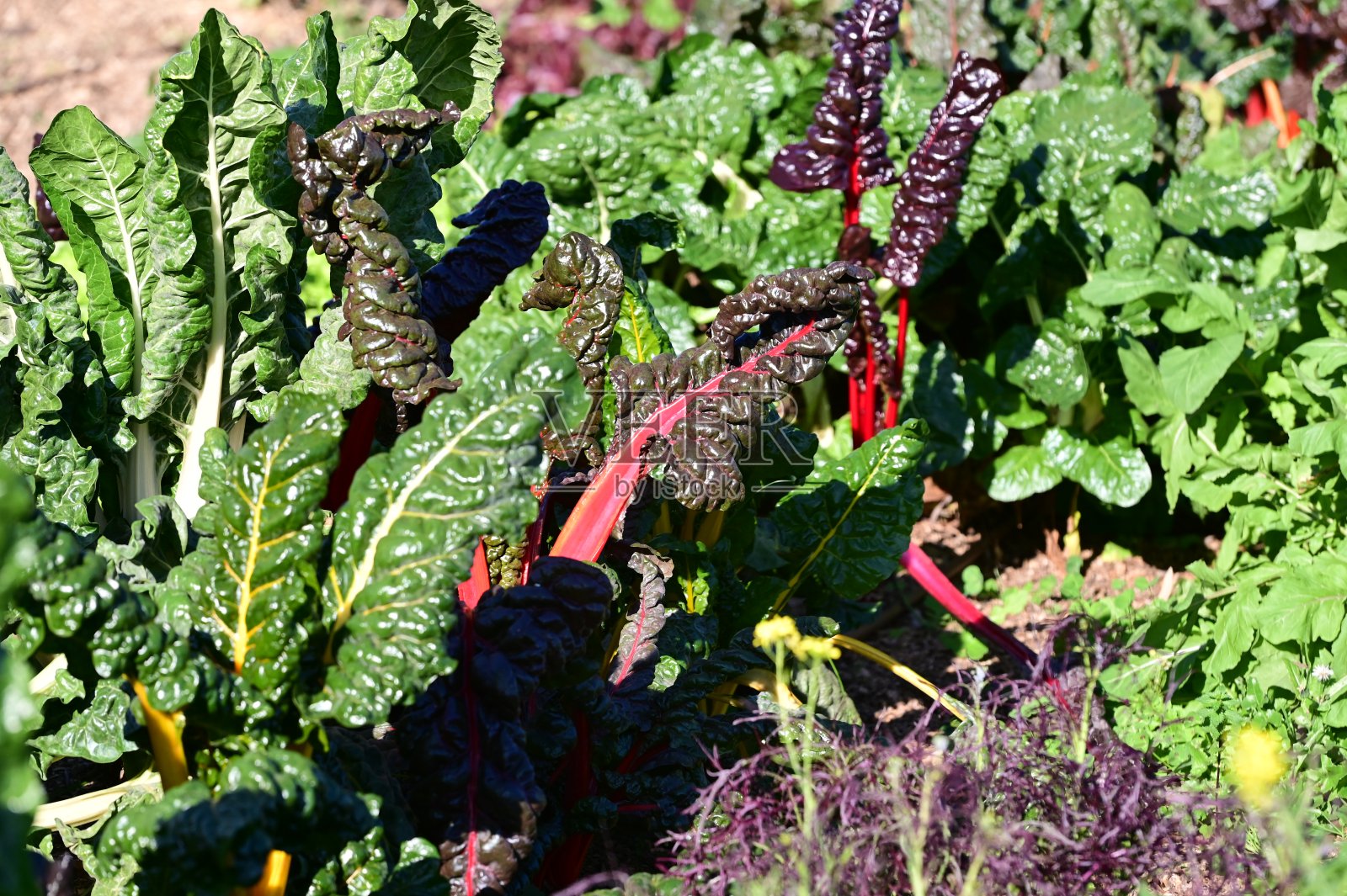 菜园照片摄影图片