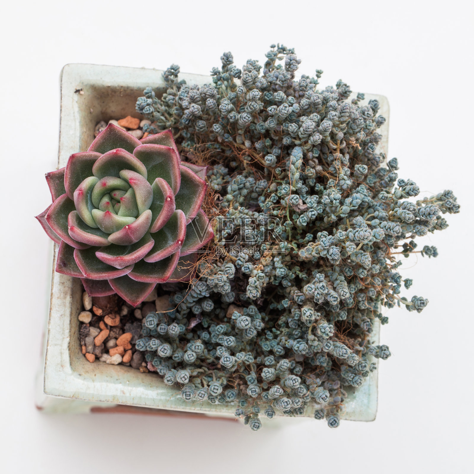 绿色和红色的植物，多汁的Echeveria葱与景天在白色的背景照片摄影图片