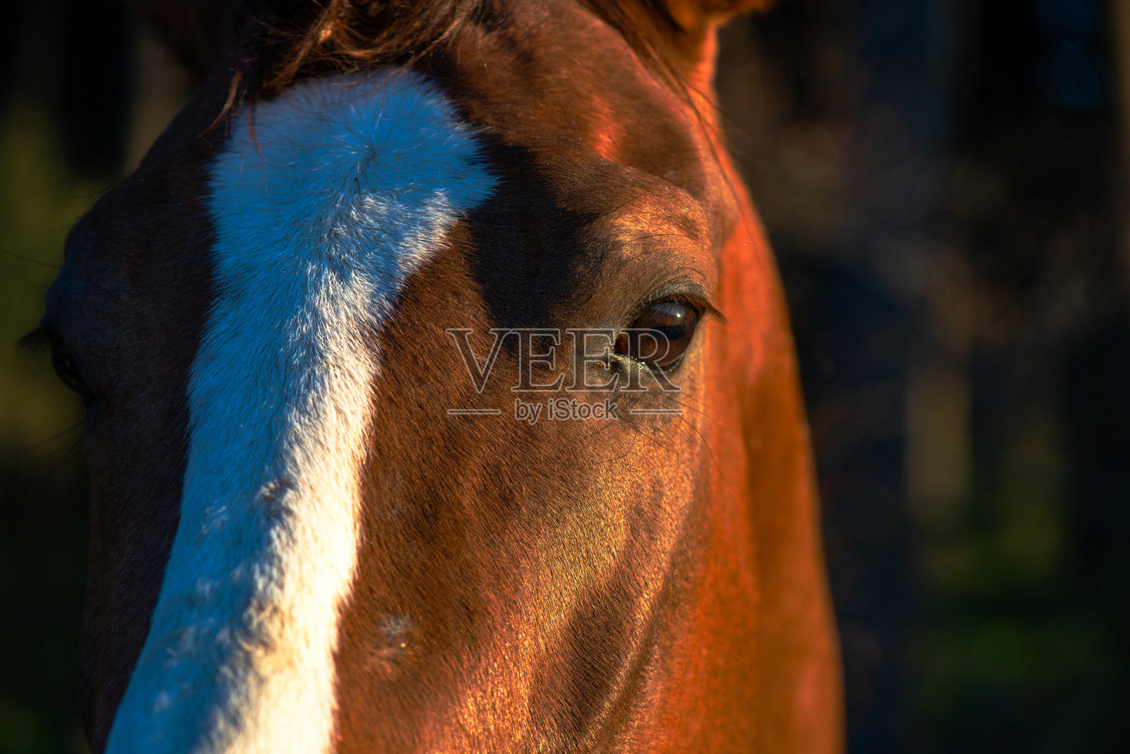 深情的连接:美丽的马眼睛面对镜头照片摄影图片