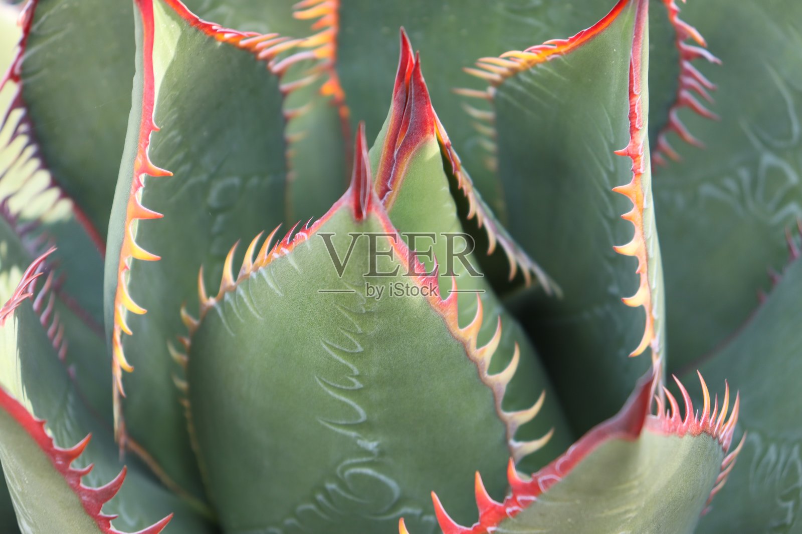 仙人掌照片摄影图片