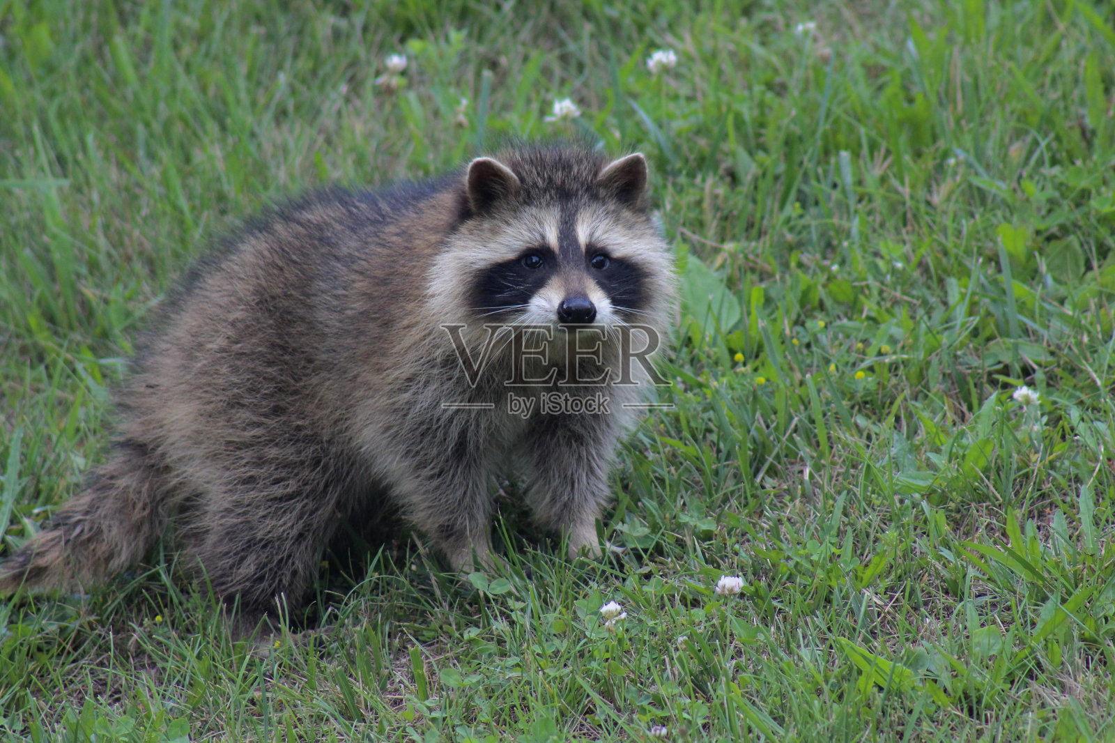 浣熊照片摄影图片