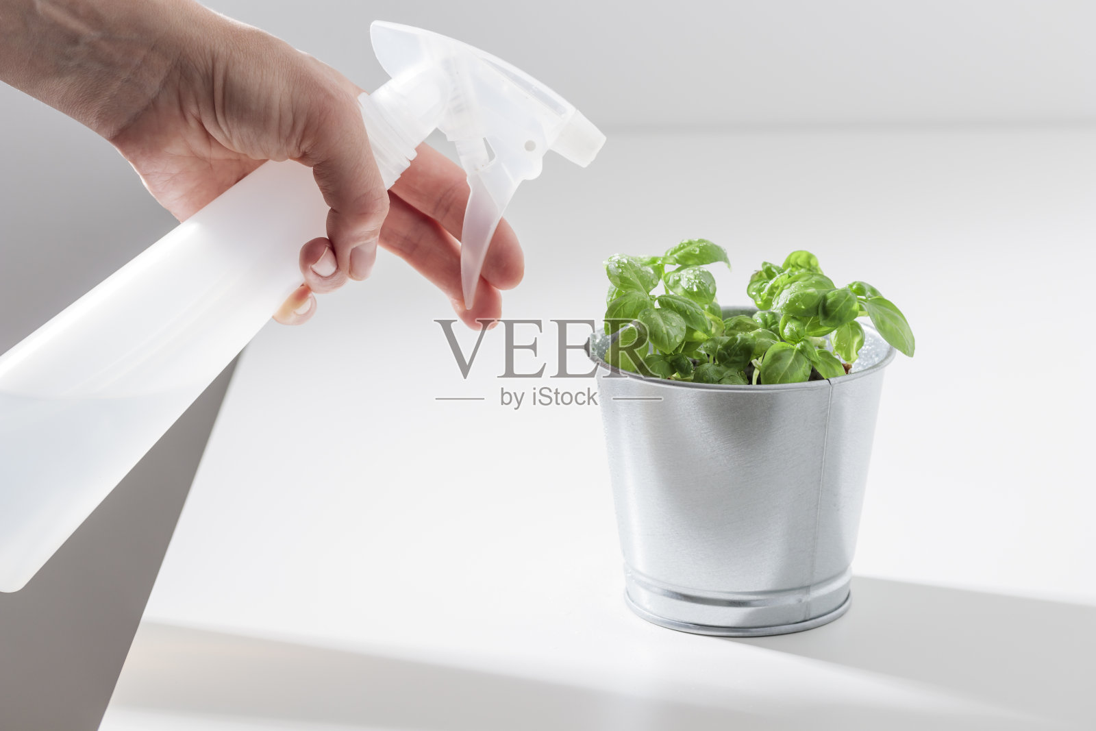 盆栽罗勒洒水，在白色的餐桌上培育出新鲜的香草。室内植物养护理念，家庭园艺，有机食品栽培照片摄影图片