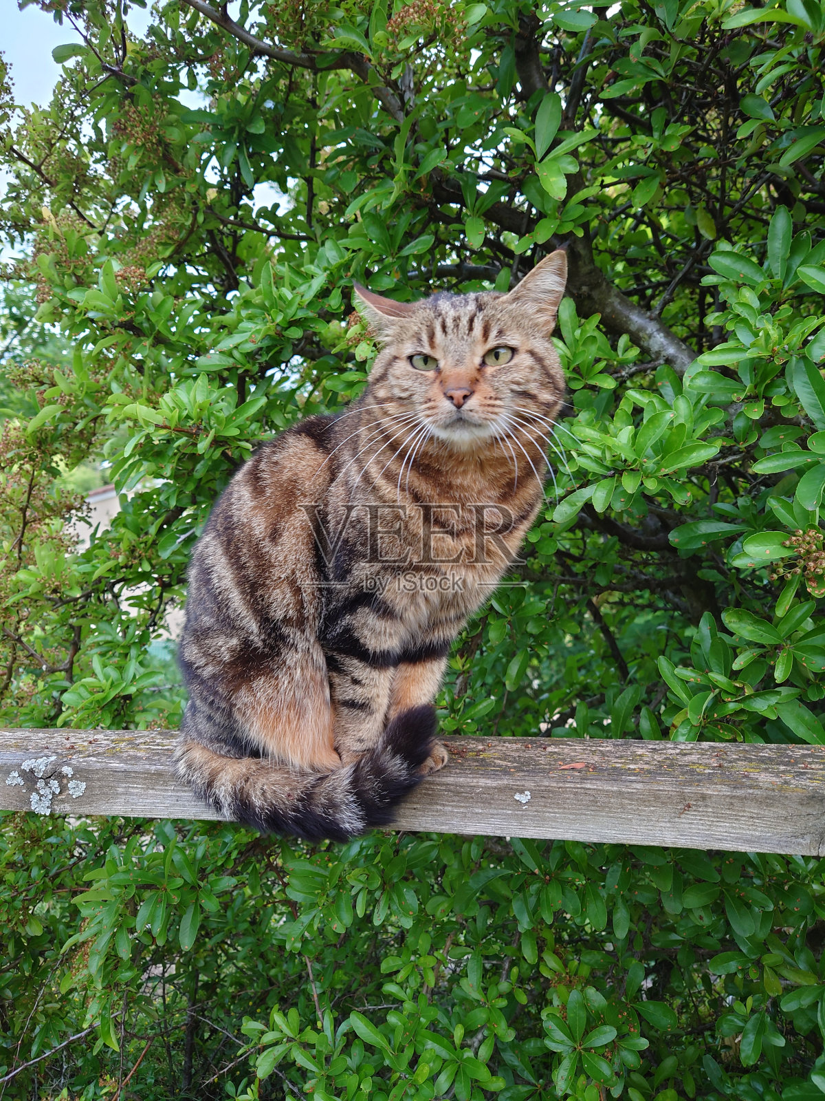 老虎与归来照片摄影图片