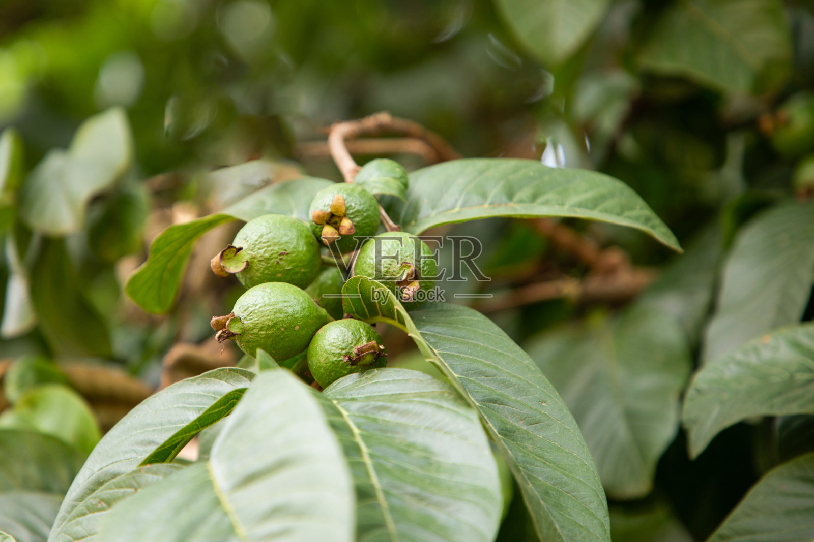 三个番石榴在树枝上照片摄影图片