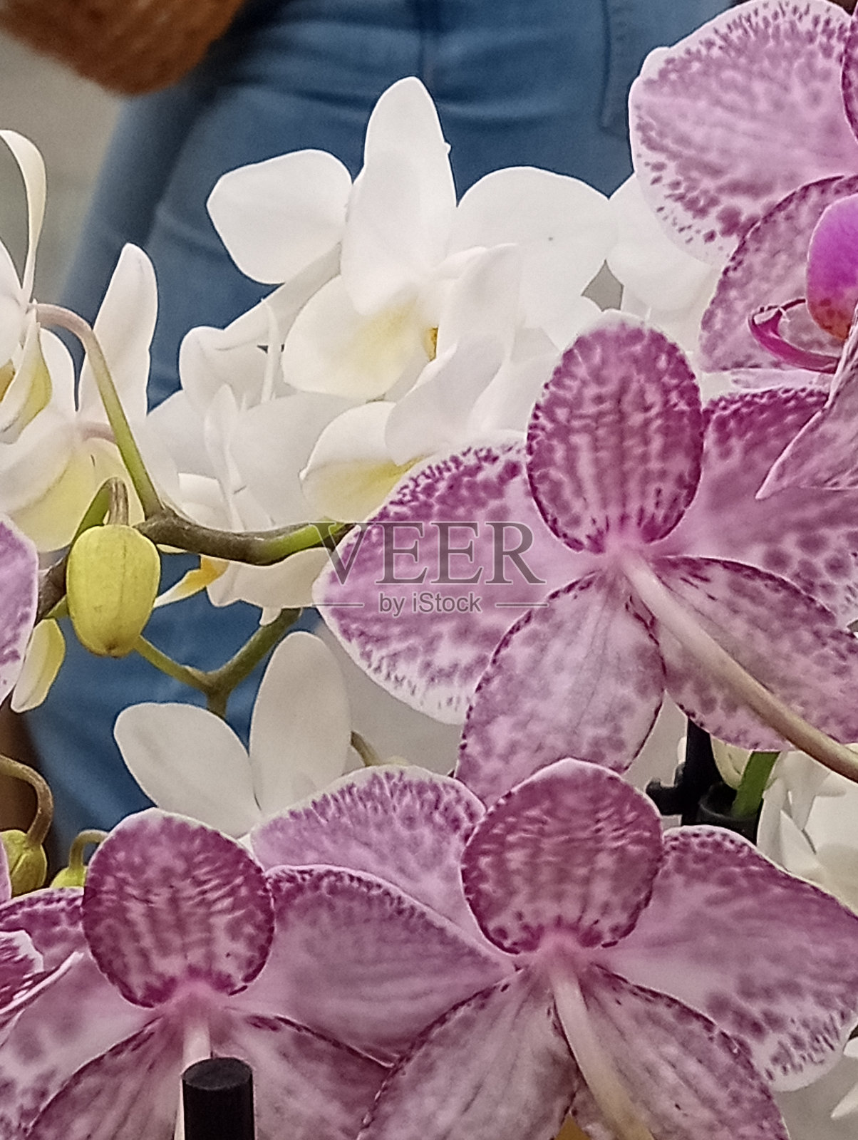 棉花糖兰花。照片摄影图片