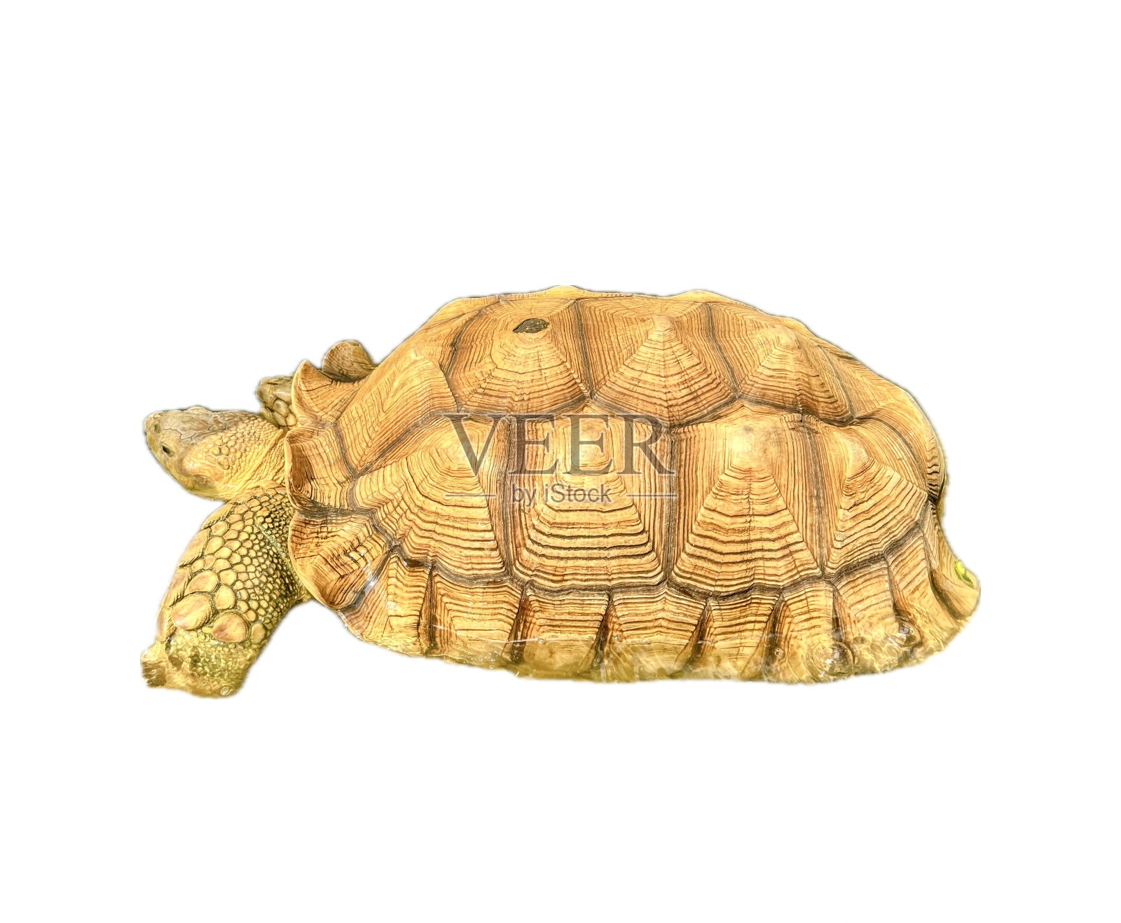 白底乌龟雕像的照片。照片摄影图片