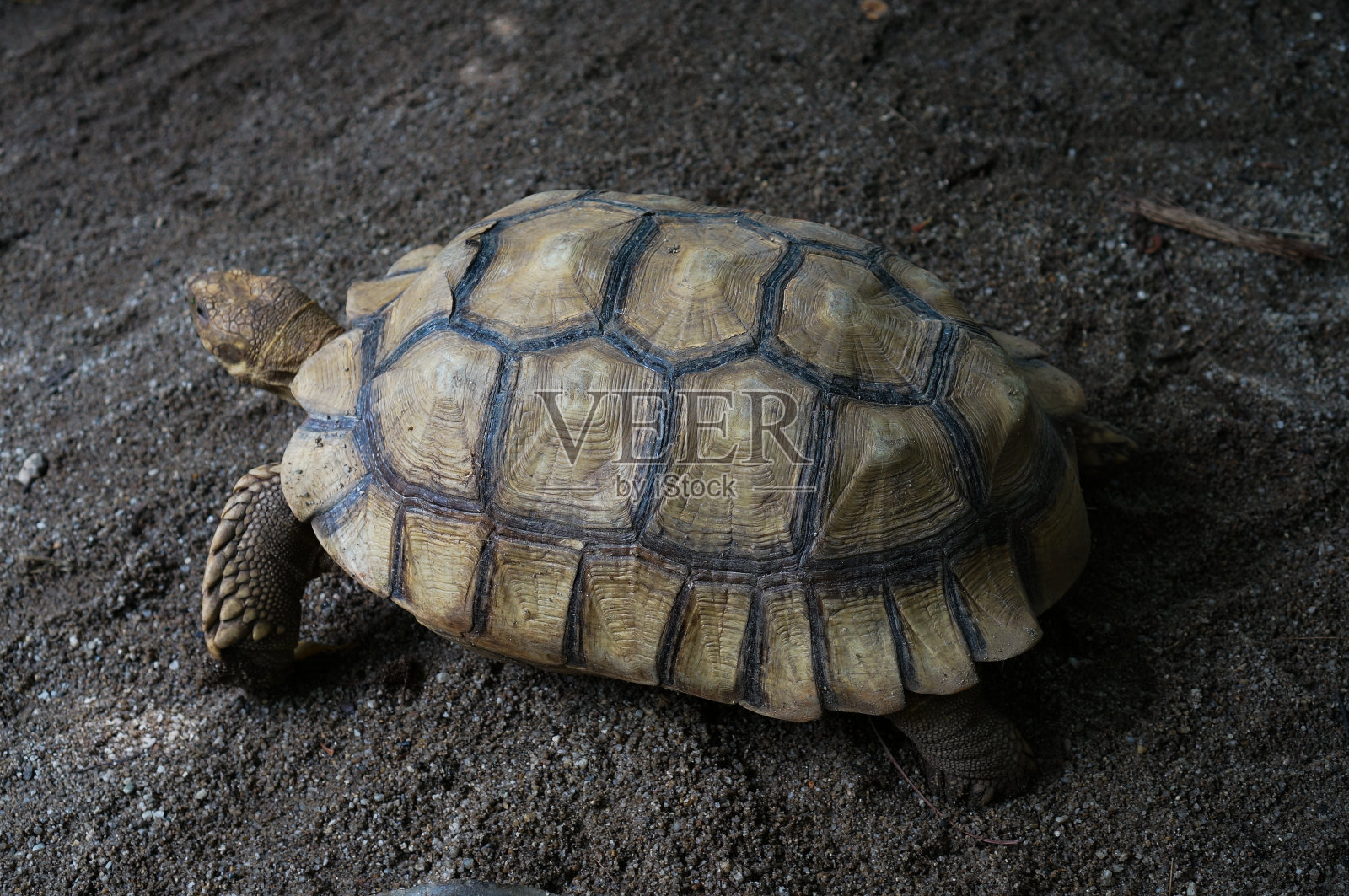 沙地上的乌龟特写照片摄影图片