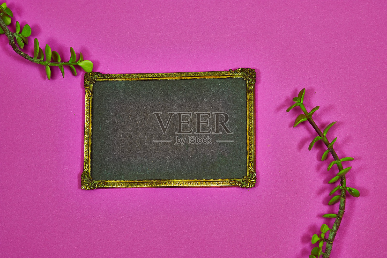 金色华丽的相框与马齿苋afra植物粉红色的背景照片摄影图片