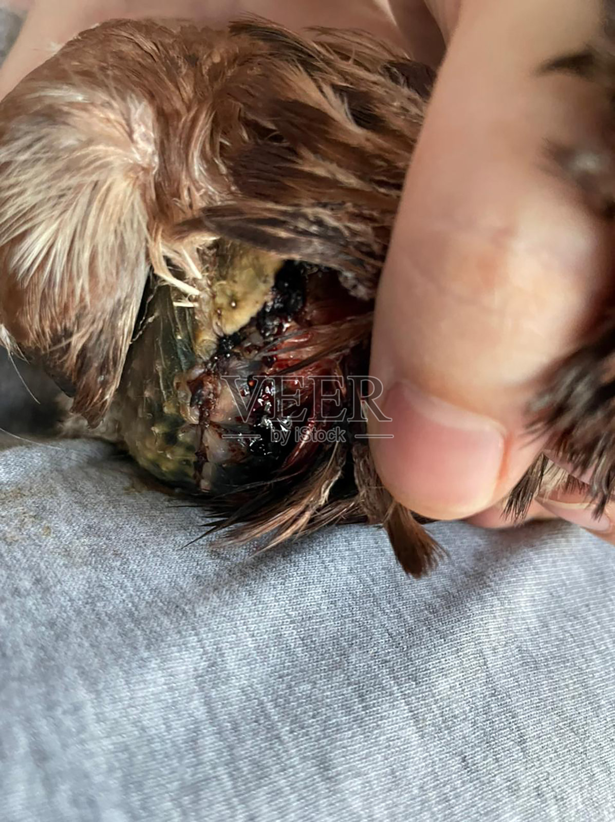 兽医在医院清洗病鸽子的伤口照片摄影图片