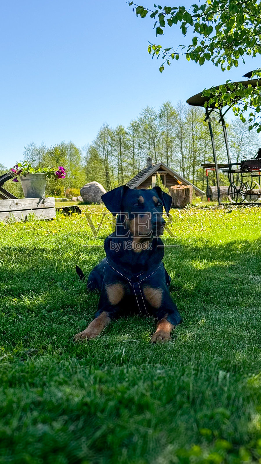 绿草地上的黑狗照片摄影图片