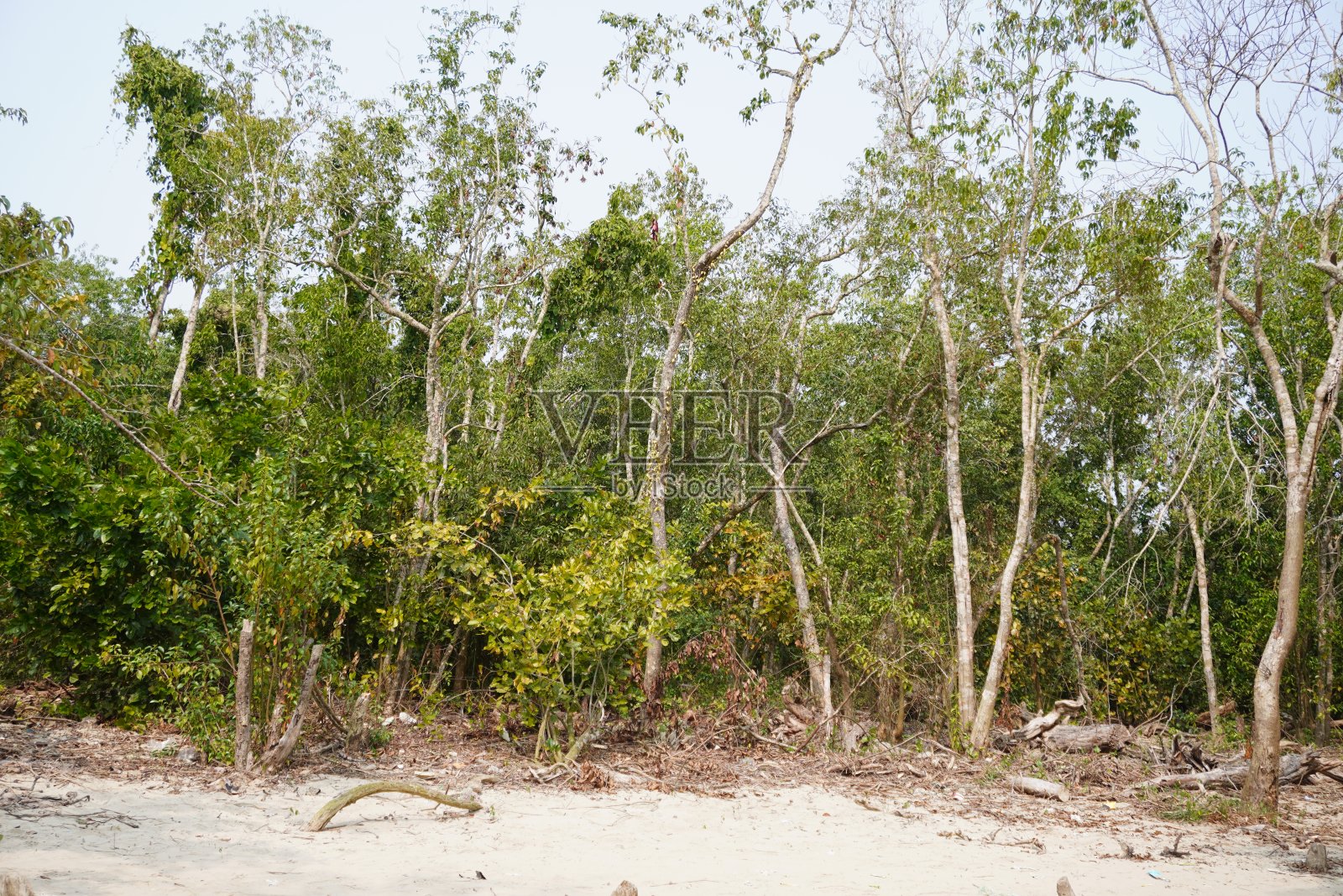 红树林的树木照片摄影图片