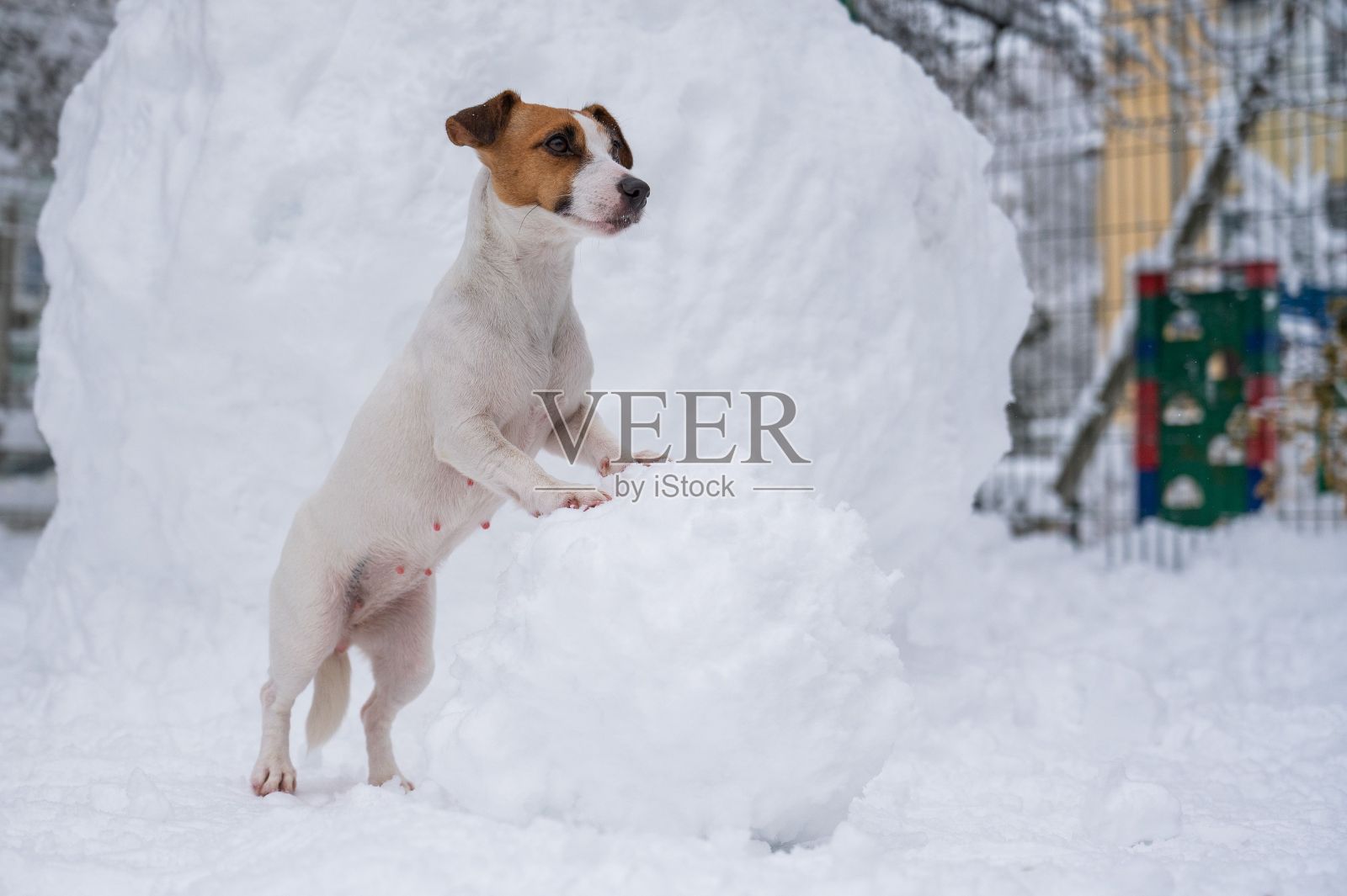 杰克罗素梗狗在冬天在户外堆雪人。照片摄影图片