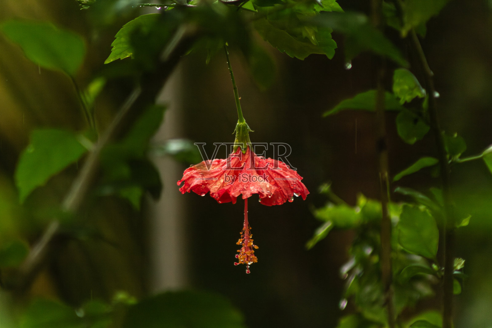 雨滴照片摄影图片