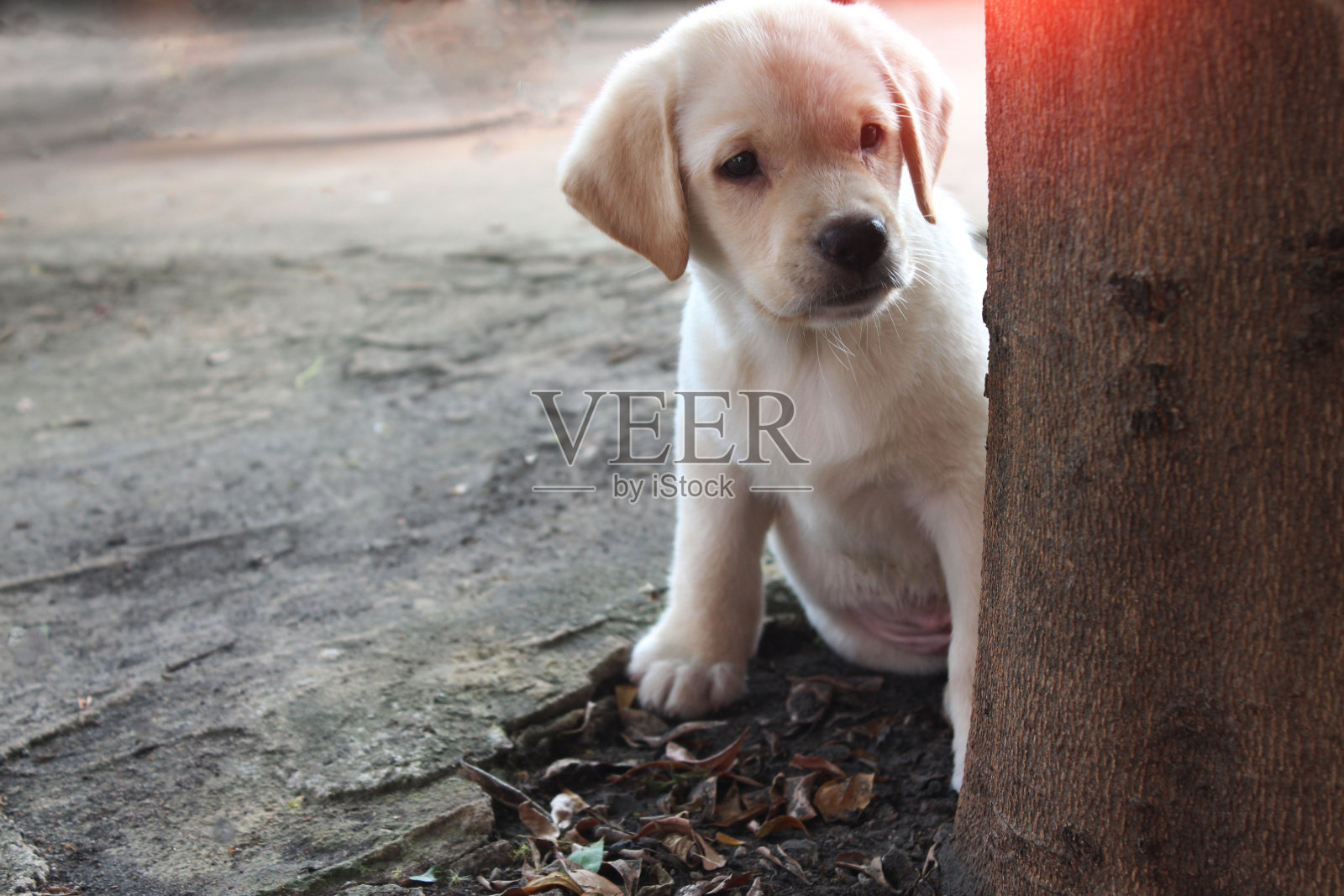 可爱的白色拉布拉多小狗照片摄影图片